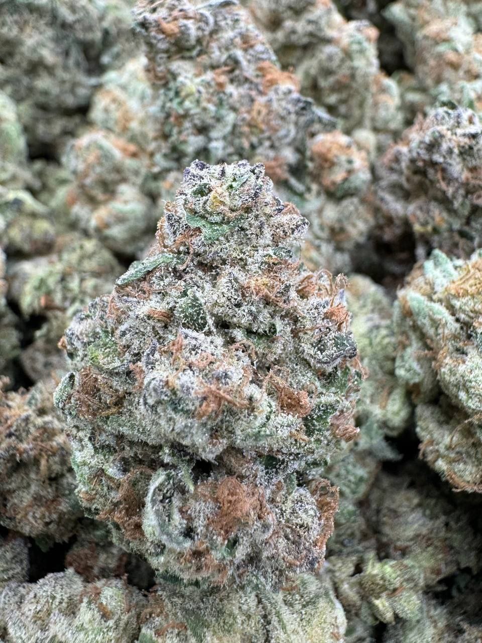 Guava Mintz | Top Tier image 2