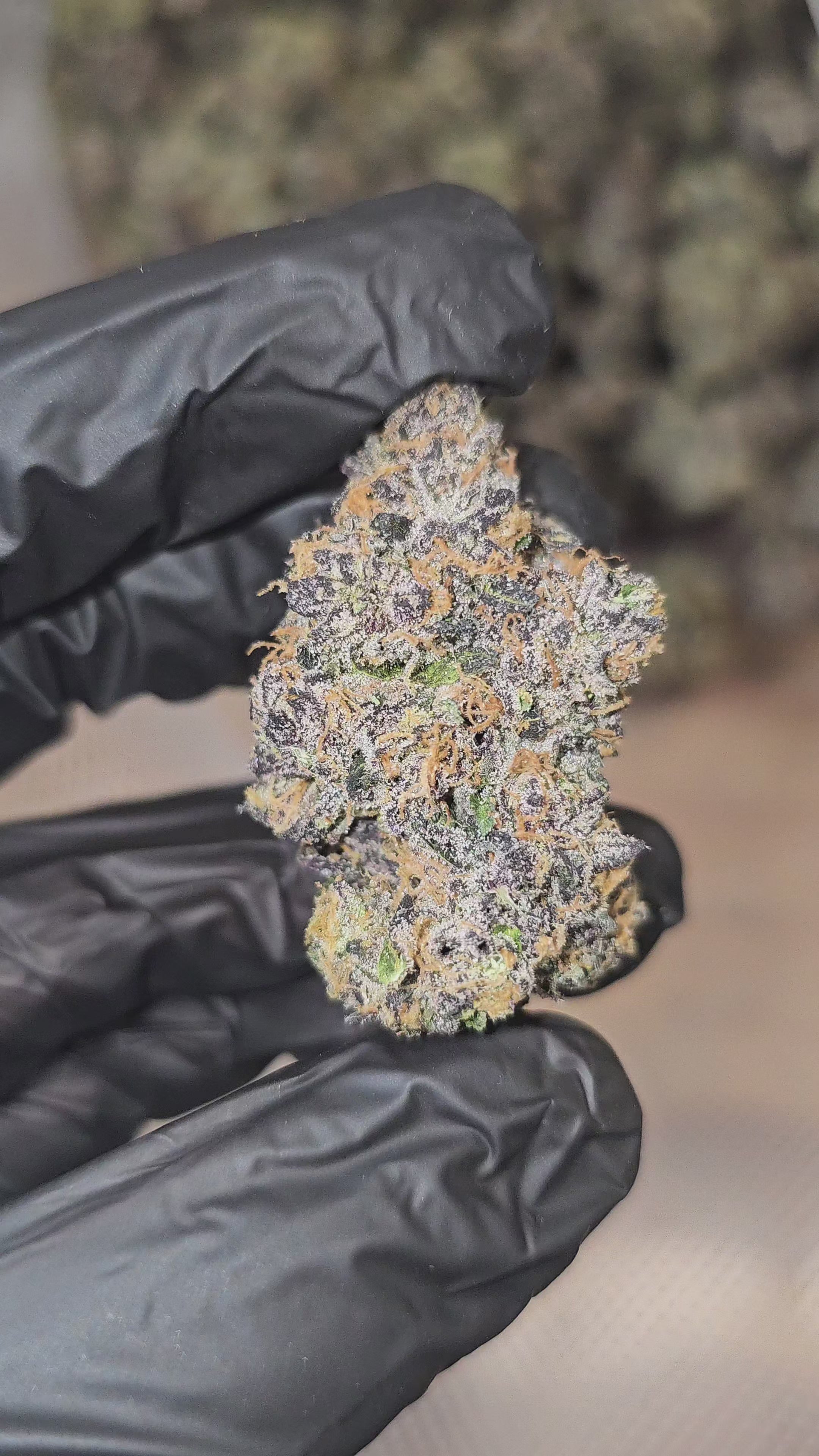 Load video: Diesel's Sherb | (Sunset Sherbet x Sour Diesel) | First Cut Exclusive | Flower | ON SALE