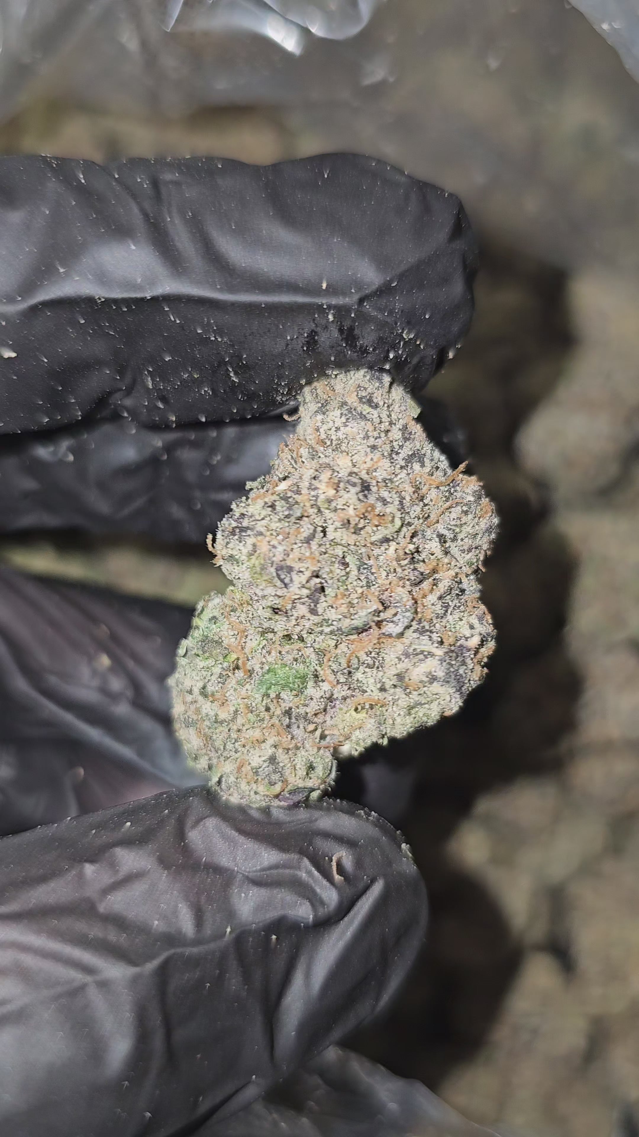 Mr. Nasty Candy | First Cut Exclusive | Flower | ON SALE