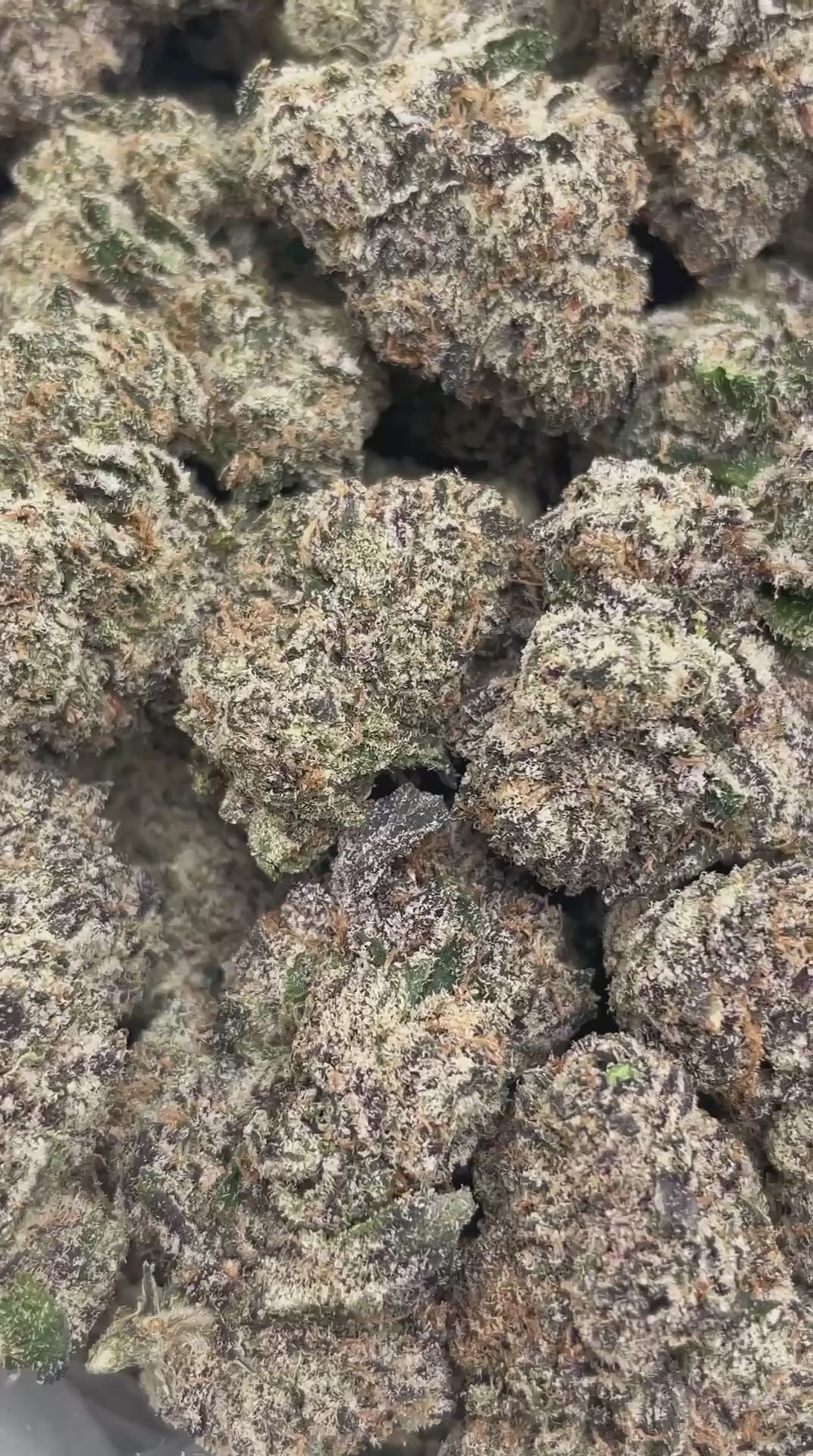 Pie Zookiez | First Cut Exclusive | Flower