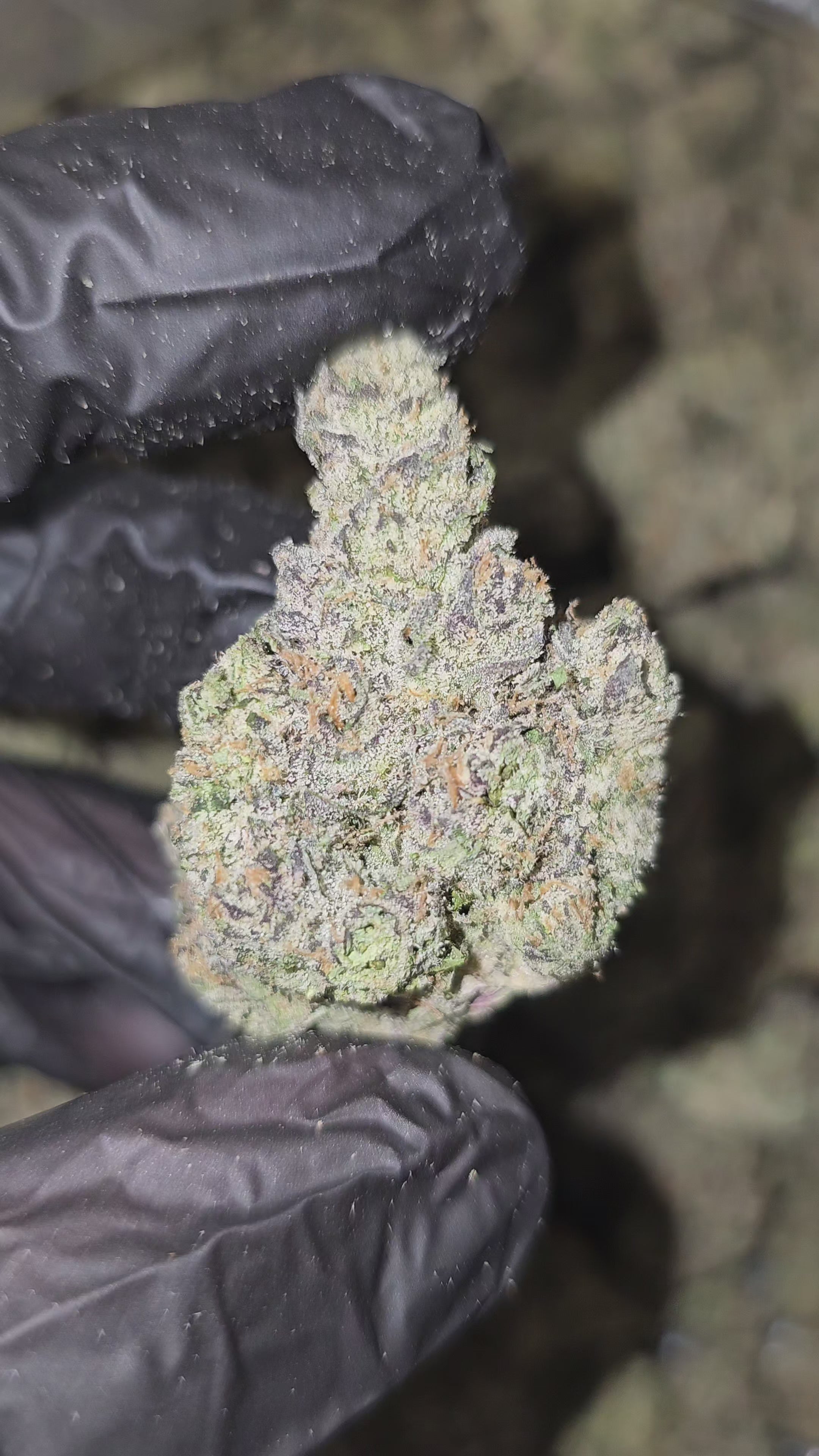Load video: Gas Face | First Cut Exclusive | Flower