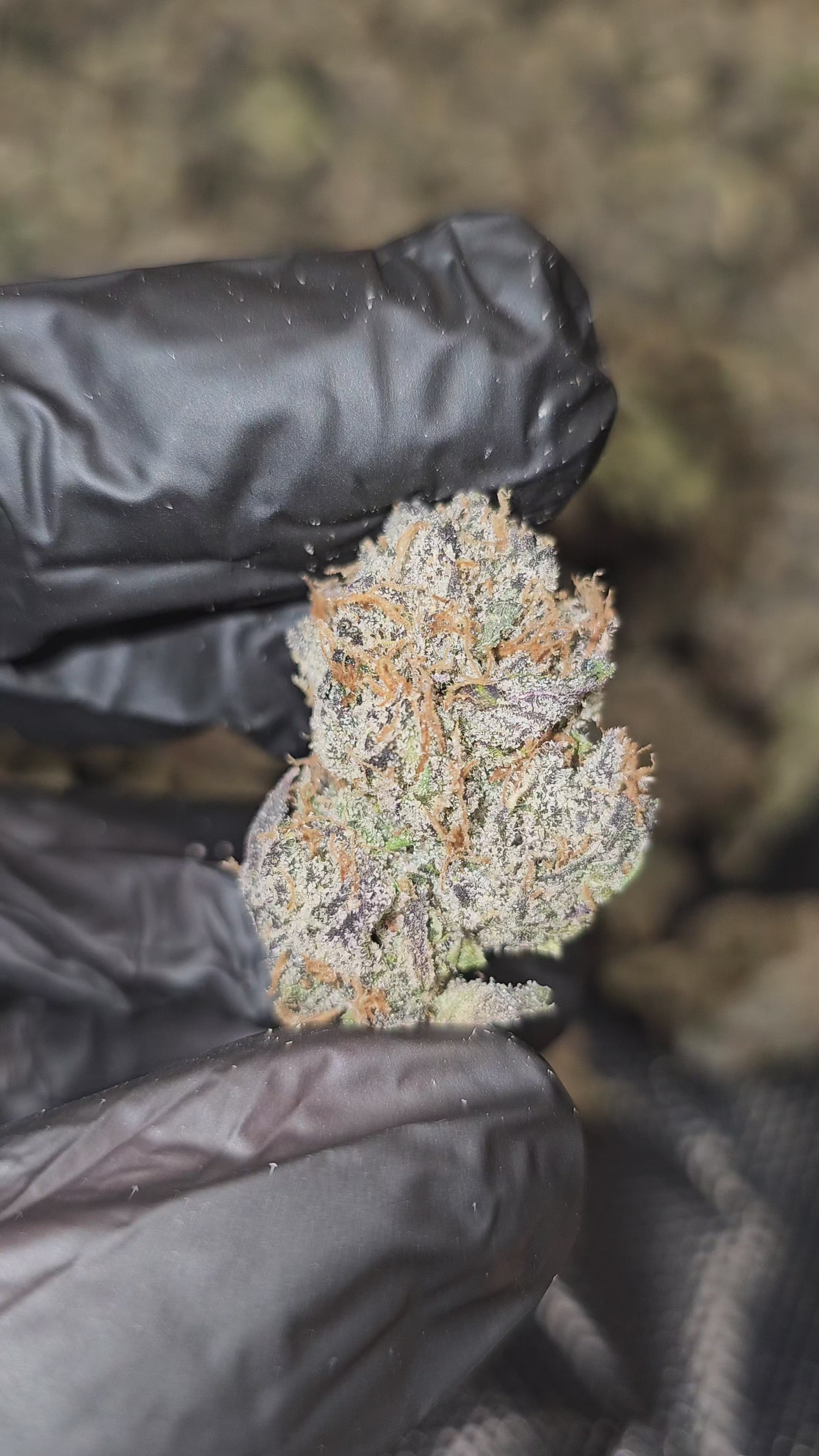 Load video: Gelato 47 | First Cut Exclusive | Flower | ON SALE