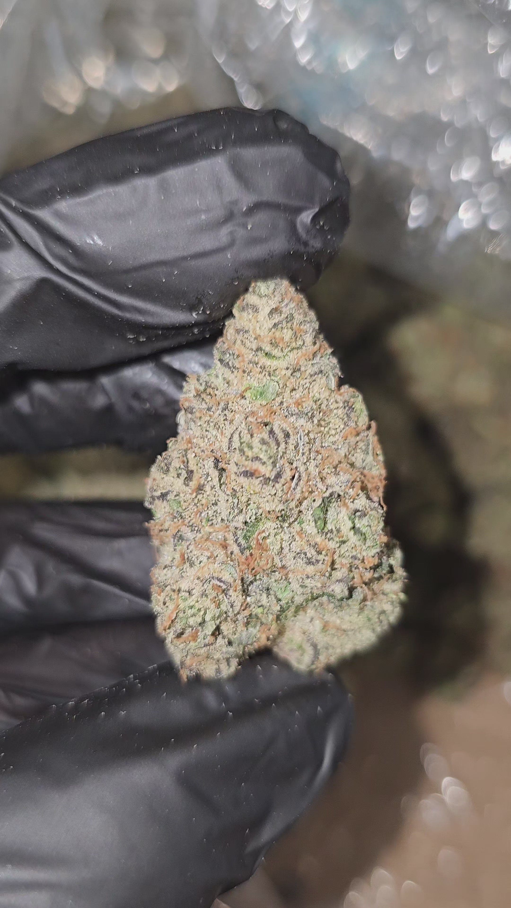 TimeWreck | First Cut Exclusive | Flower