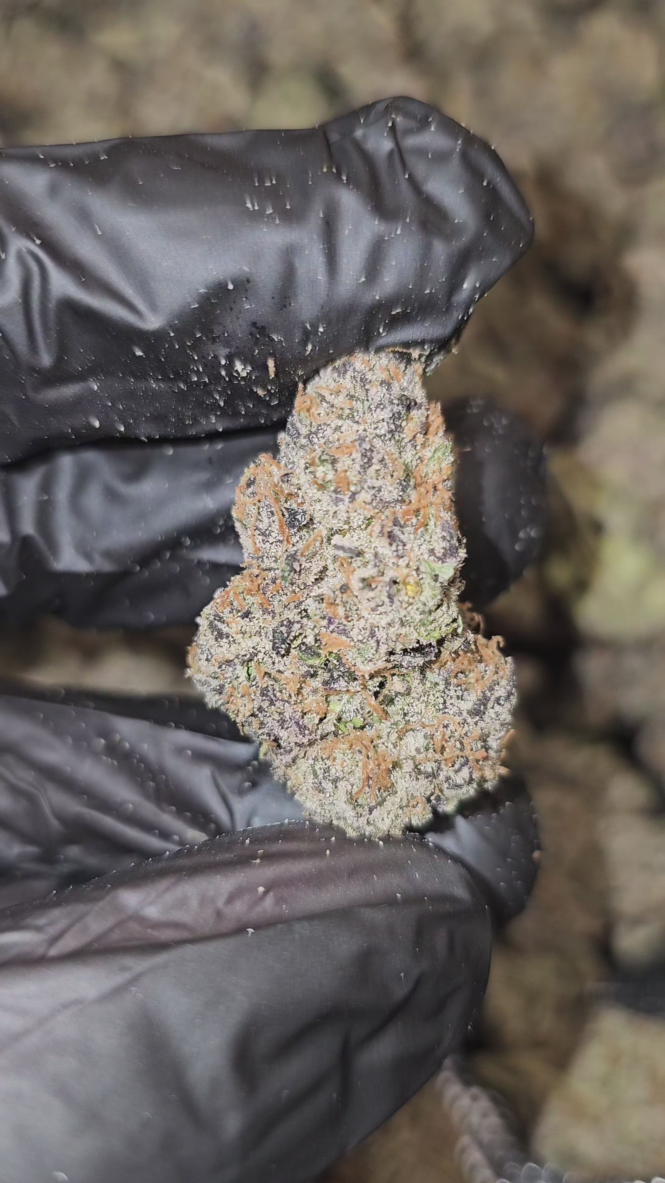 Gelato 47 | First Cut Exclusive | Flower | ON SALE