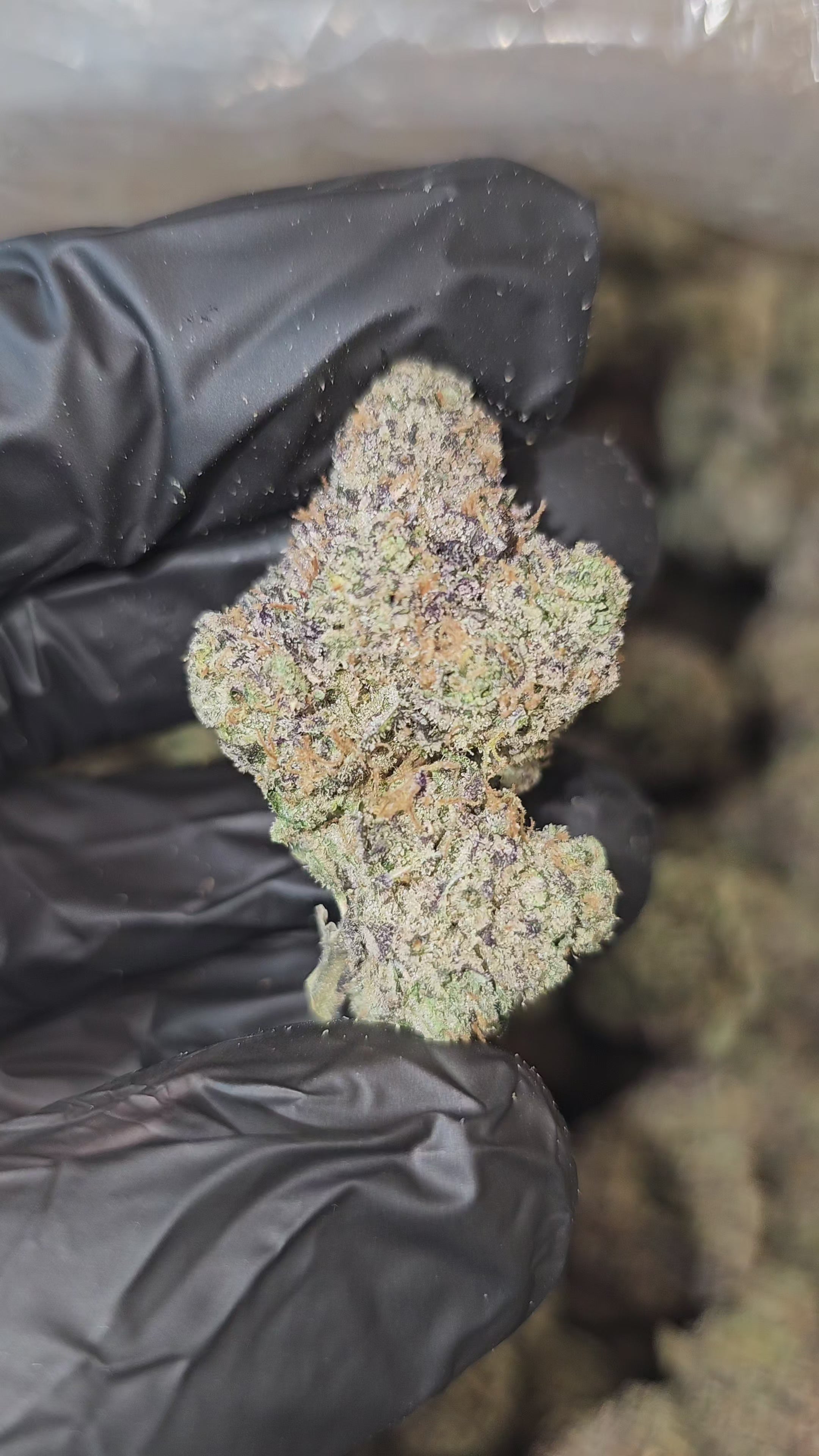 Crystal Gelato | Boutique Tier | Flower | 36%