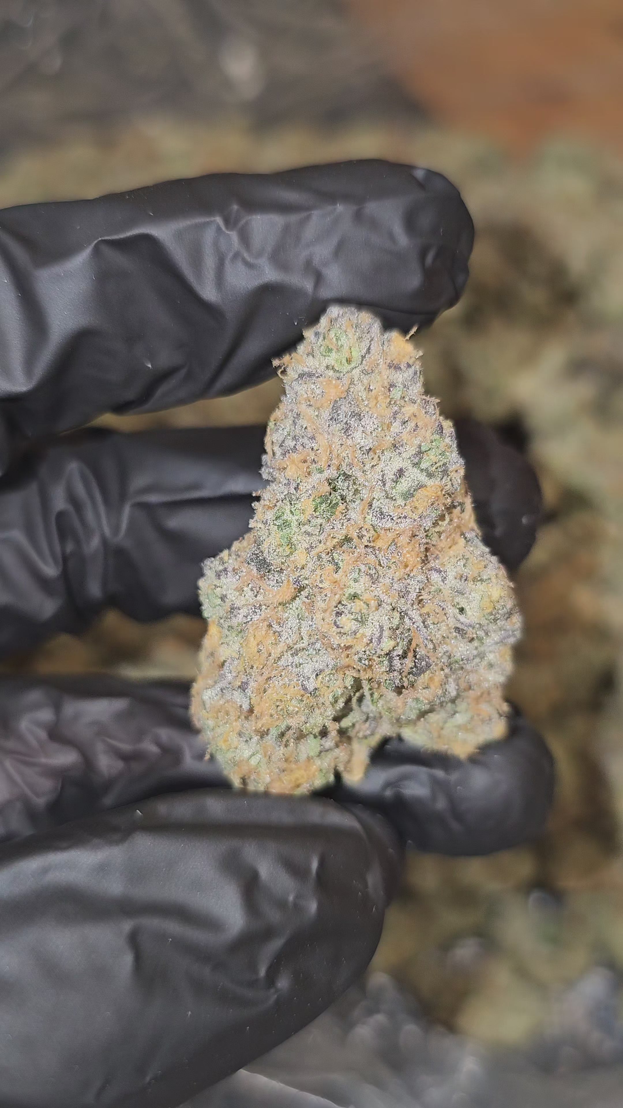 Pink Drink | First Cut Exotics | Flower | 37% | MEMBERS ONLY