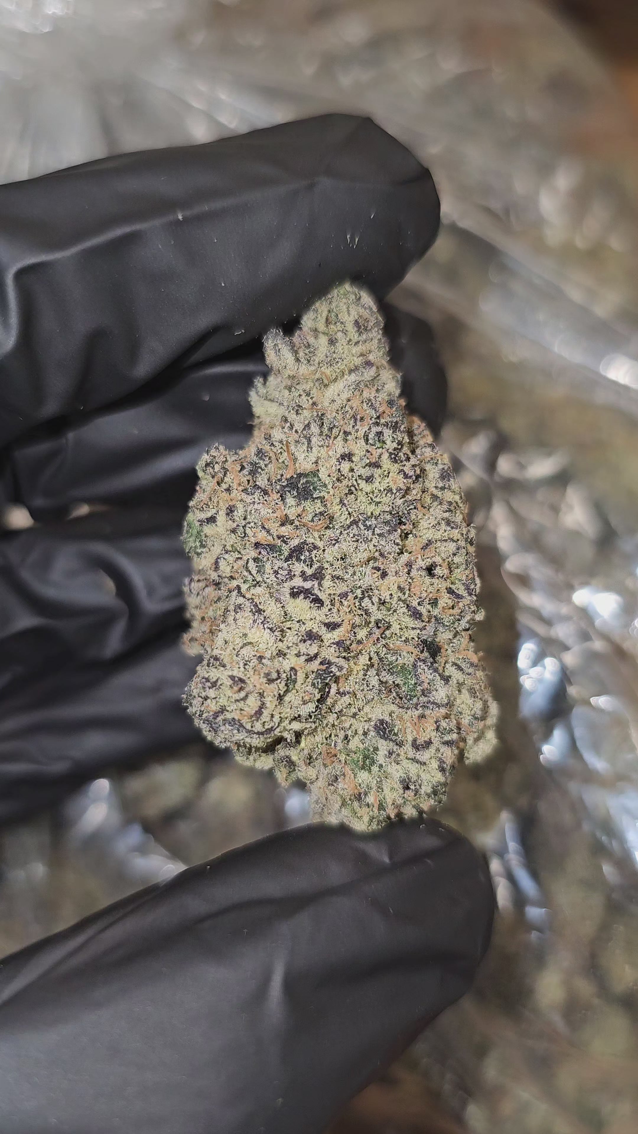 Blueberry Bolo Runtz | First Cut Exclusive | Flower | 37.35%