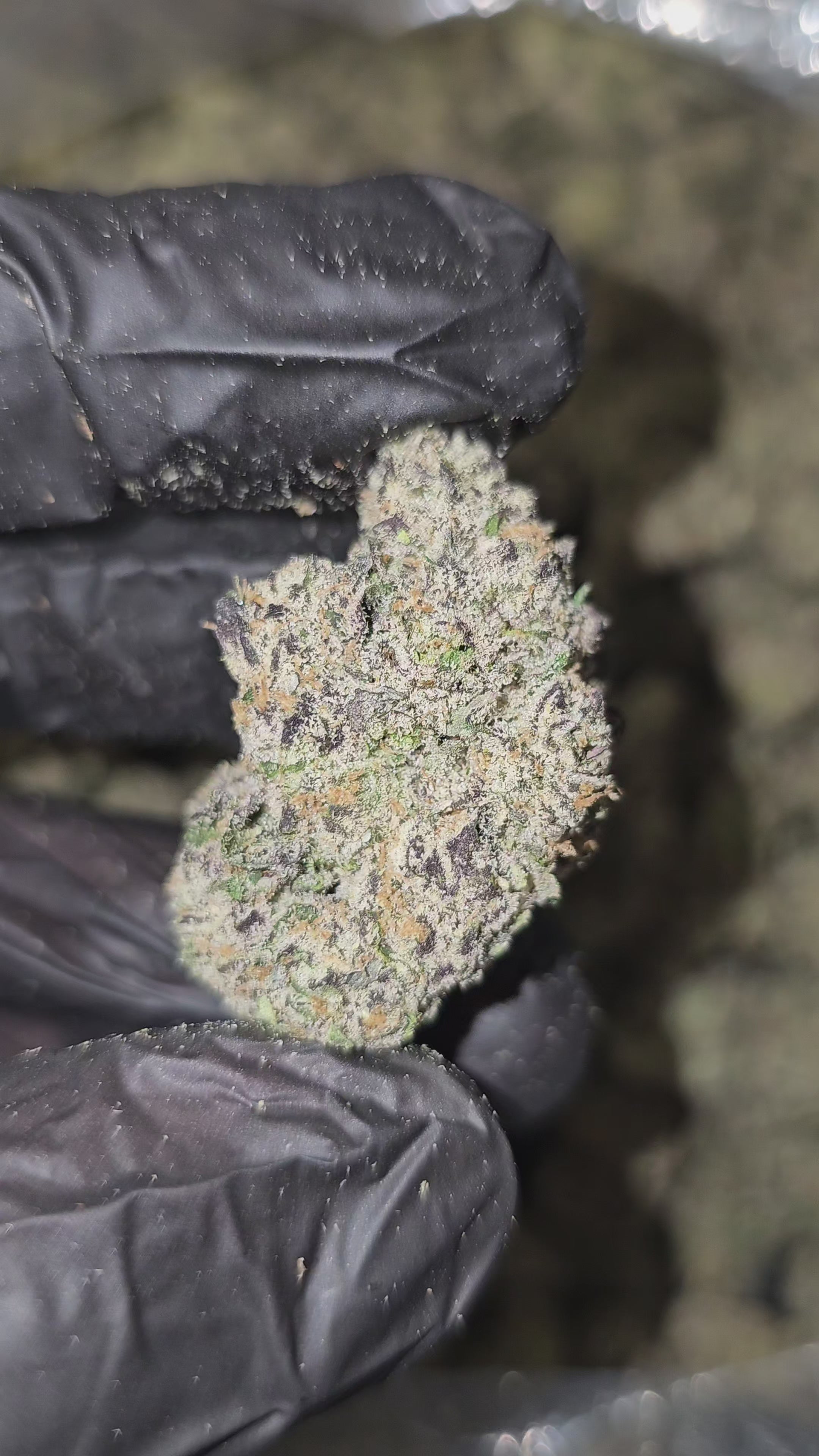 Gas Face | First Cut Exclusive | Flower