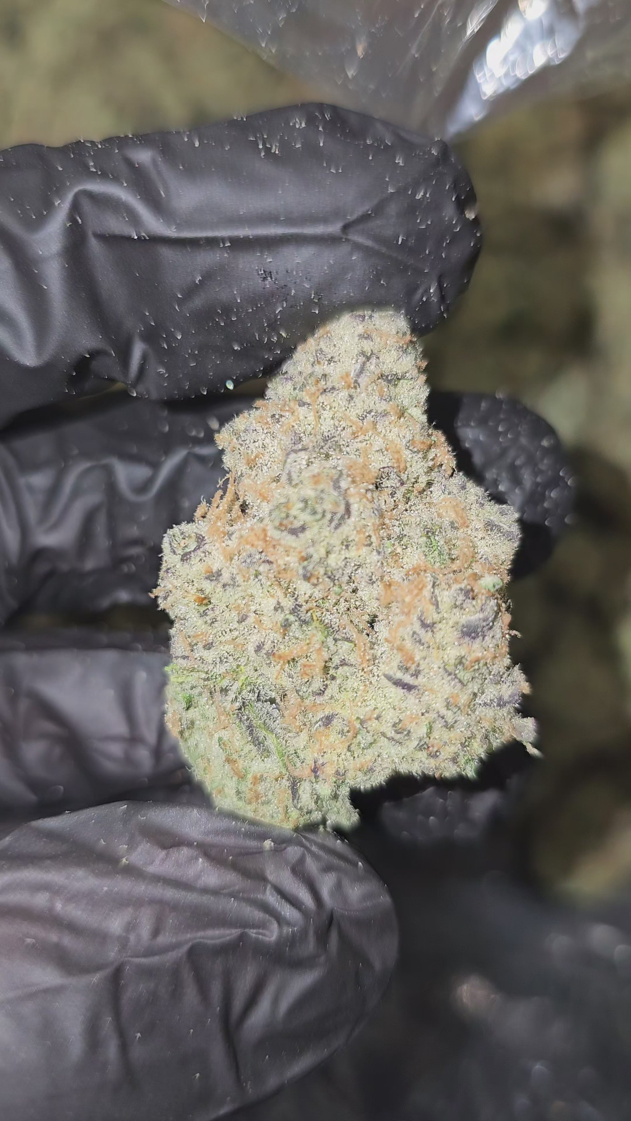 Guava Kush | First Cut Exclusive | Flower