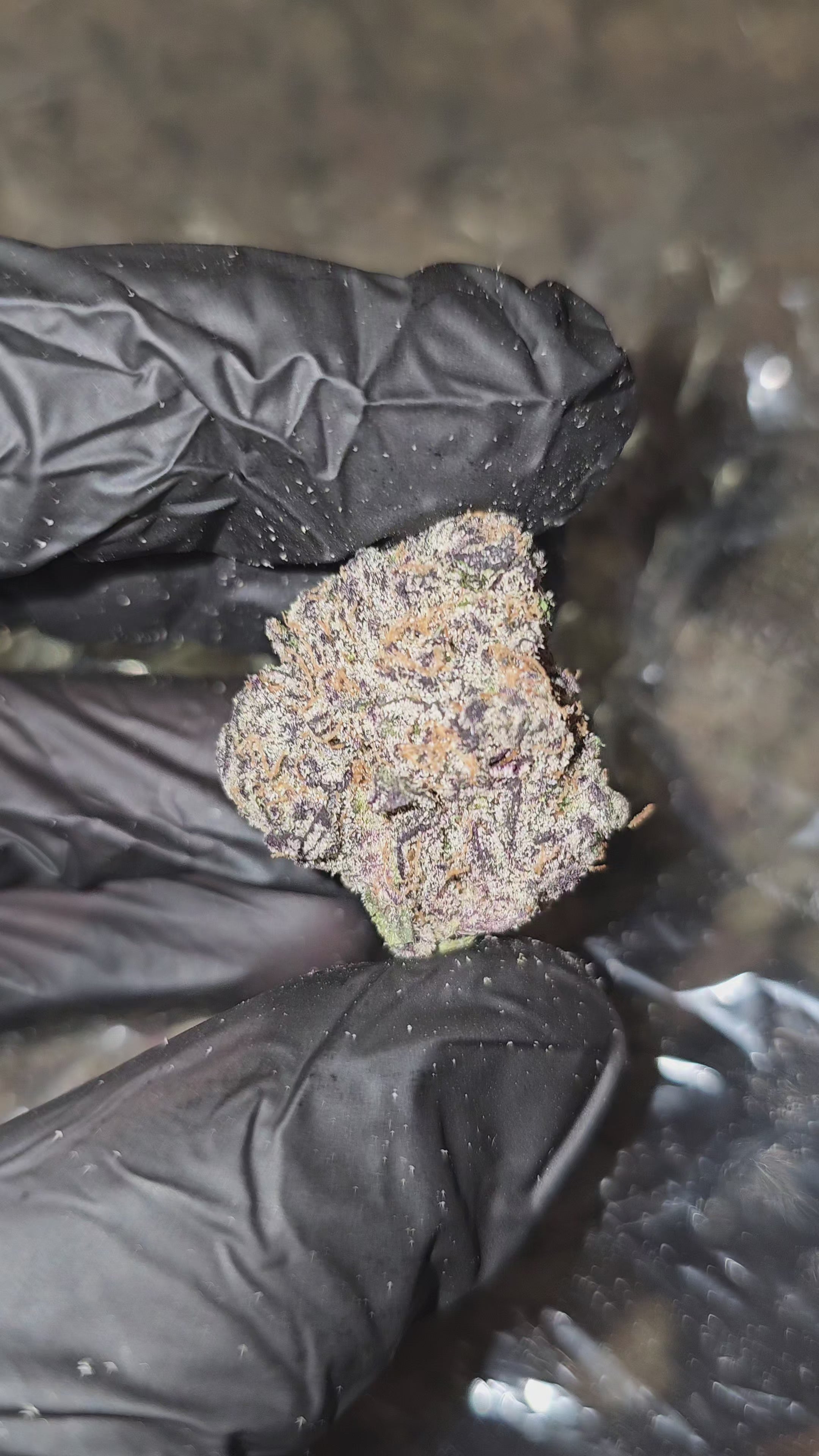 Blueberry Crumble | First Cut Exclusive | Flower