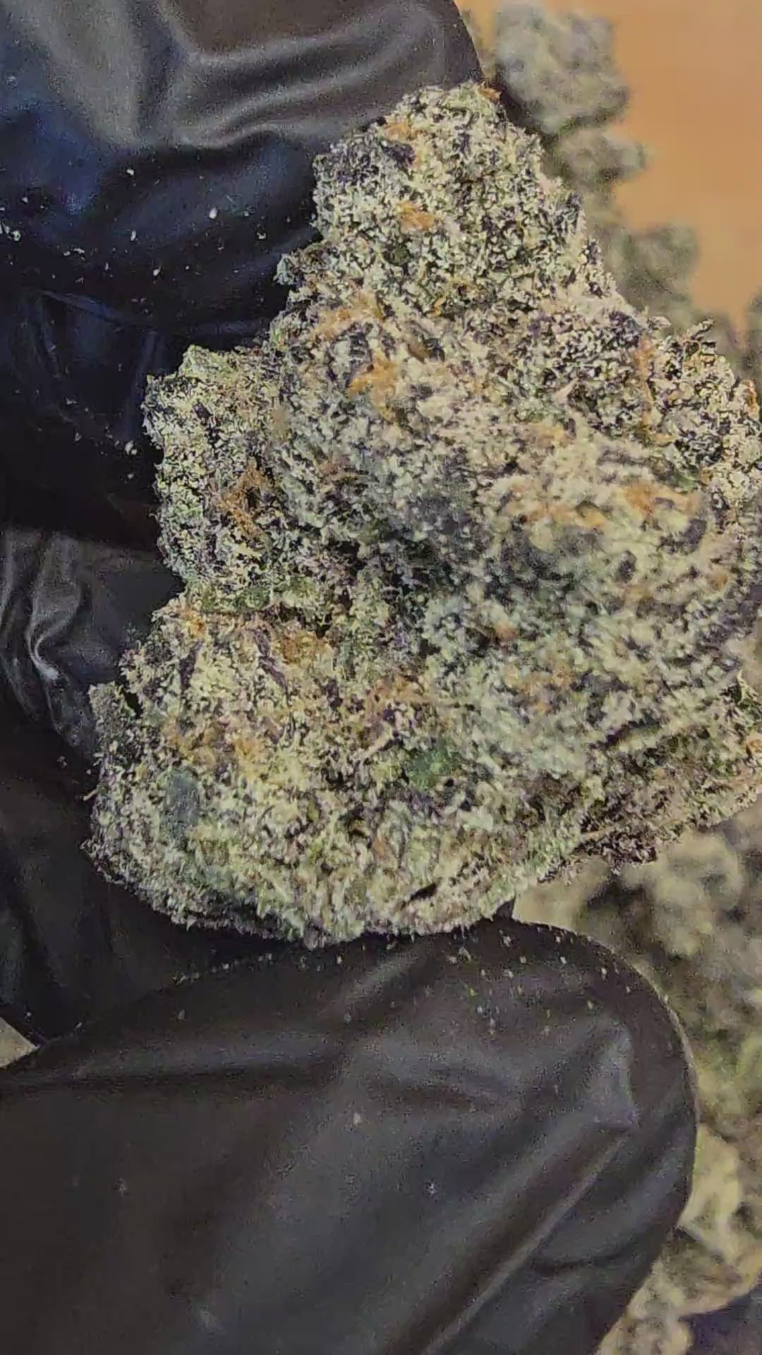 United States of America | First Cut Exclusive | Flower