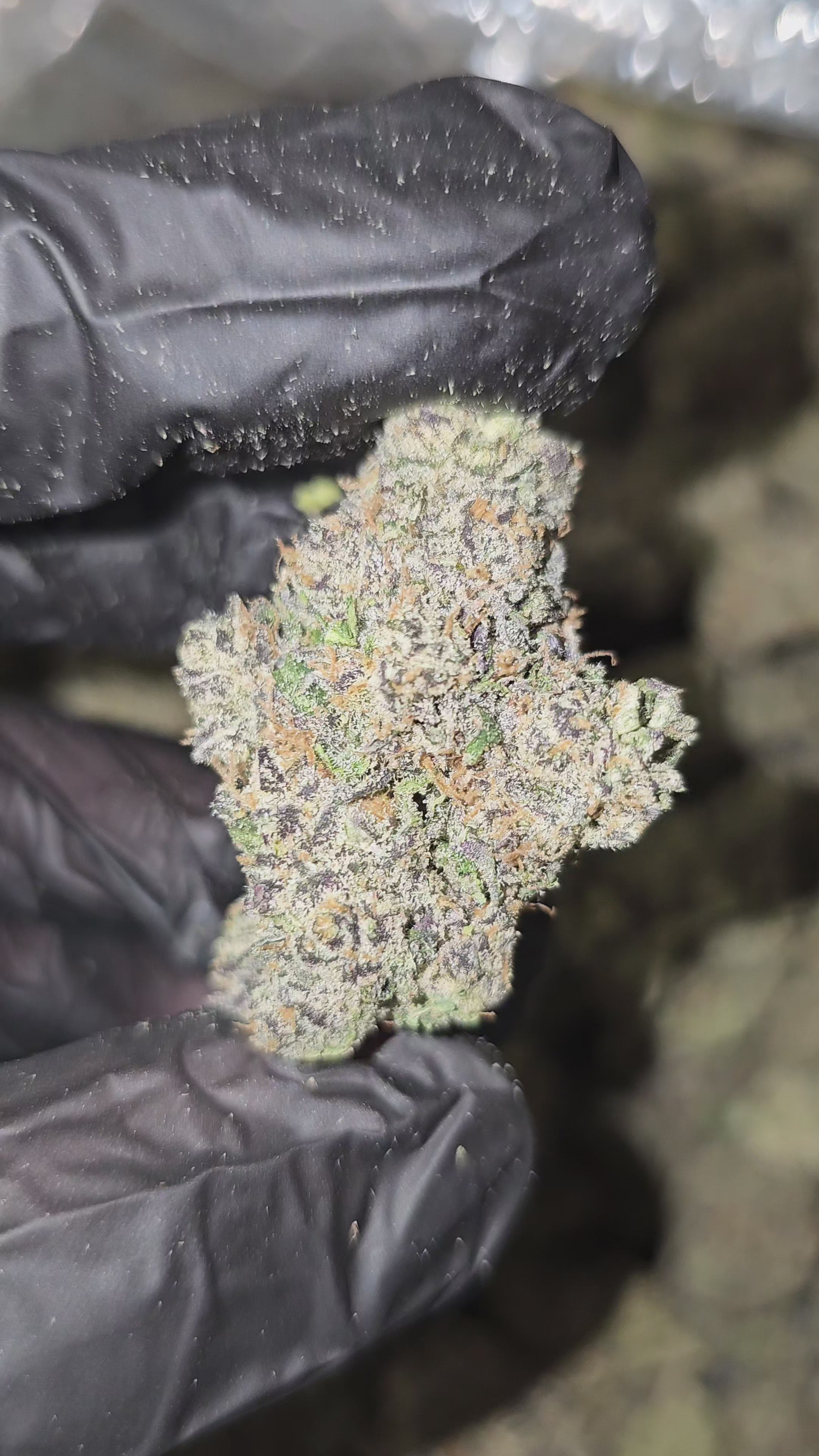 Gas Face | First Cut Exclusive | Flower