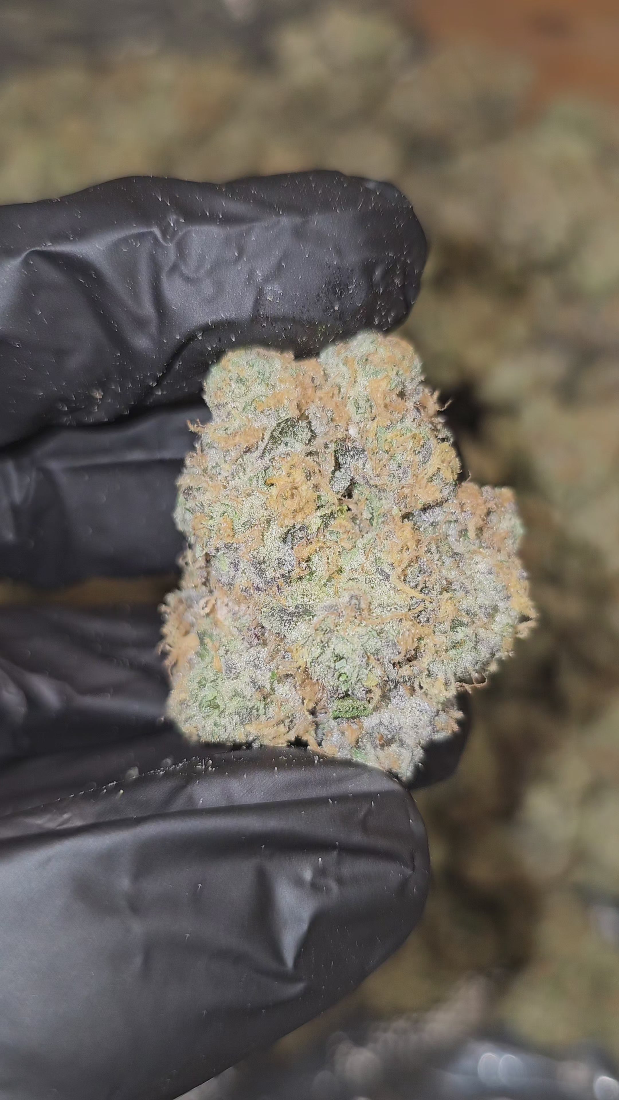 Pink Drink | First Cut Exotics | Flower | 37% | MEMBERS ONLY