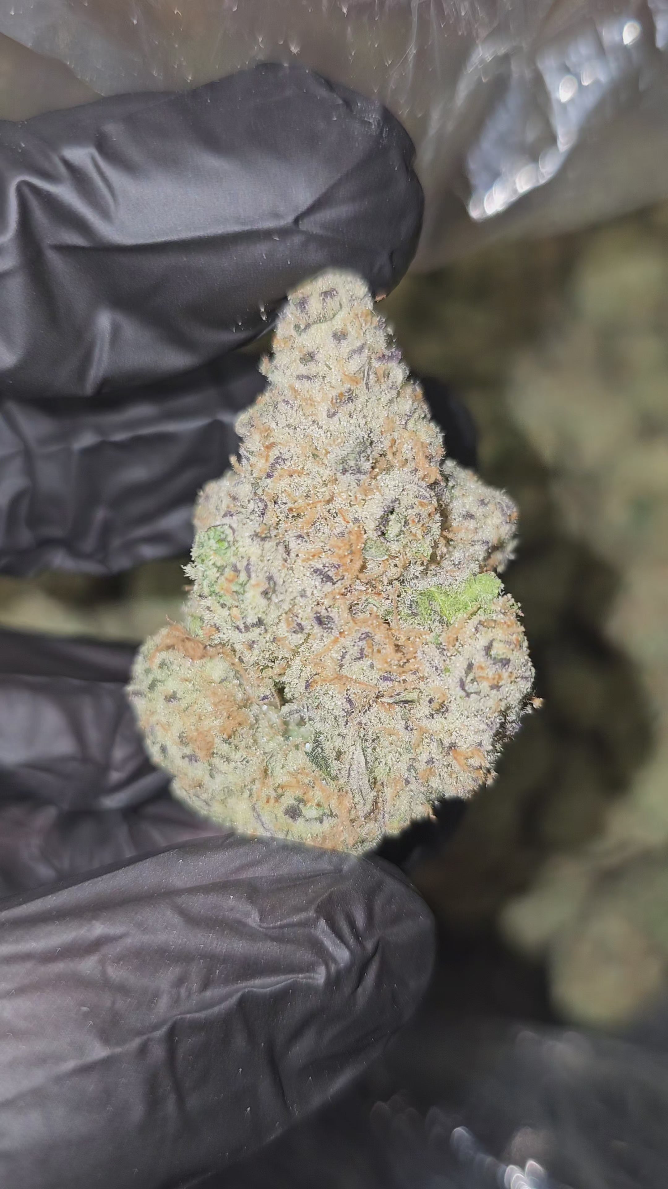 Load video: Guava Kush | First Cut Exclusive | Flower