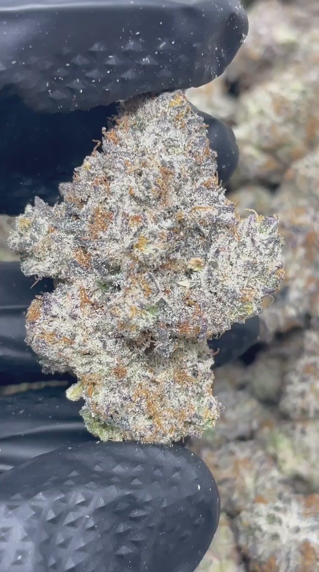Load video: London Pound Cake | First Cut Exclusive | Flower | ON SALE
