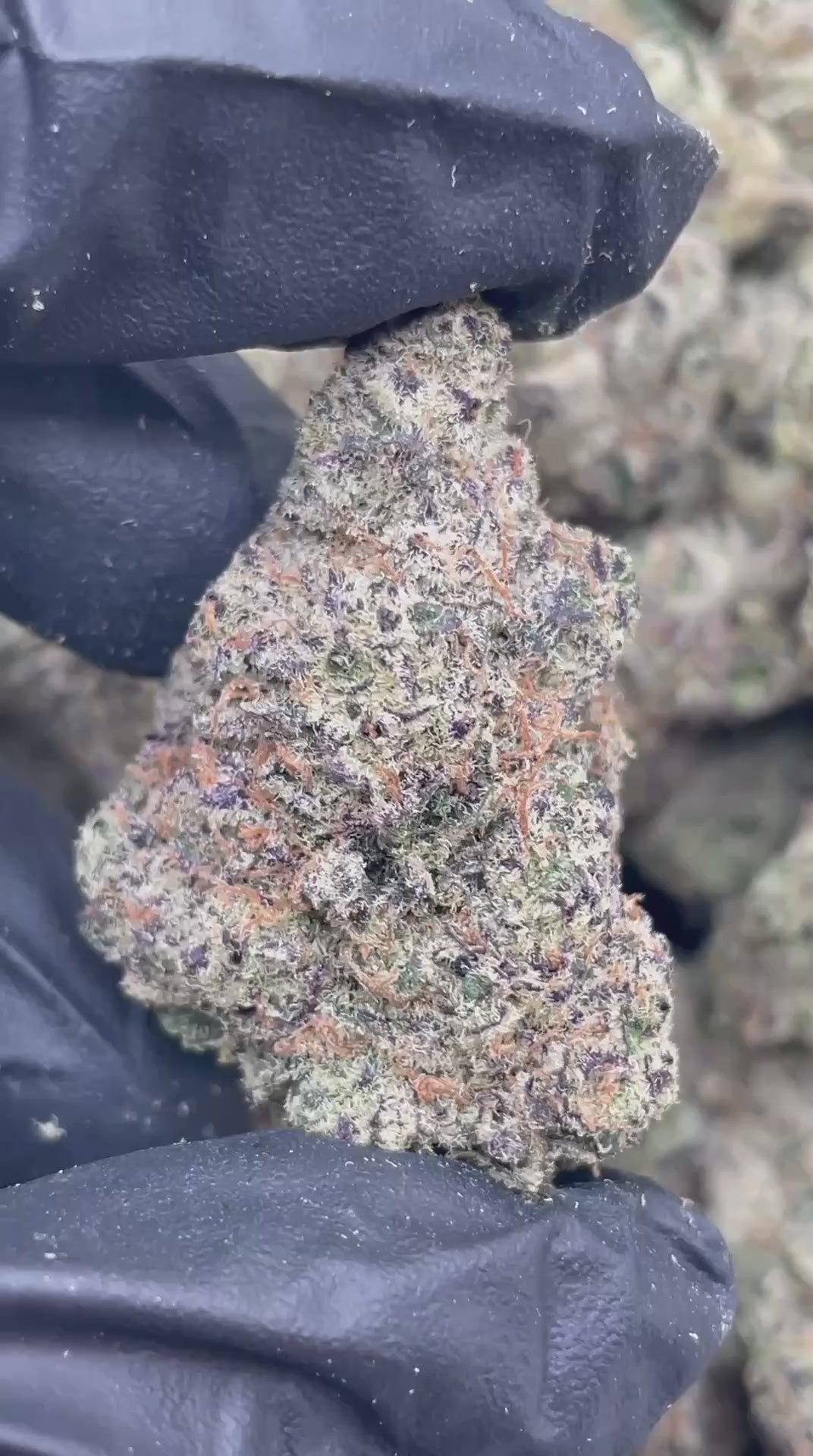 Blueberry Bolo Runtz | First Cut Exclusive | Flower | 37.35%