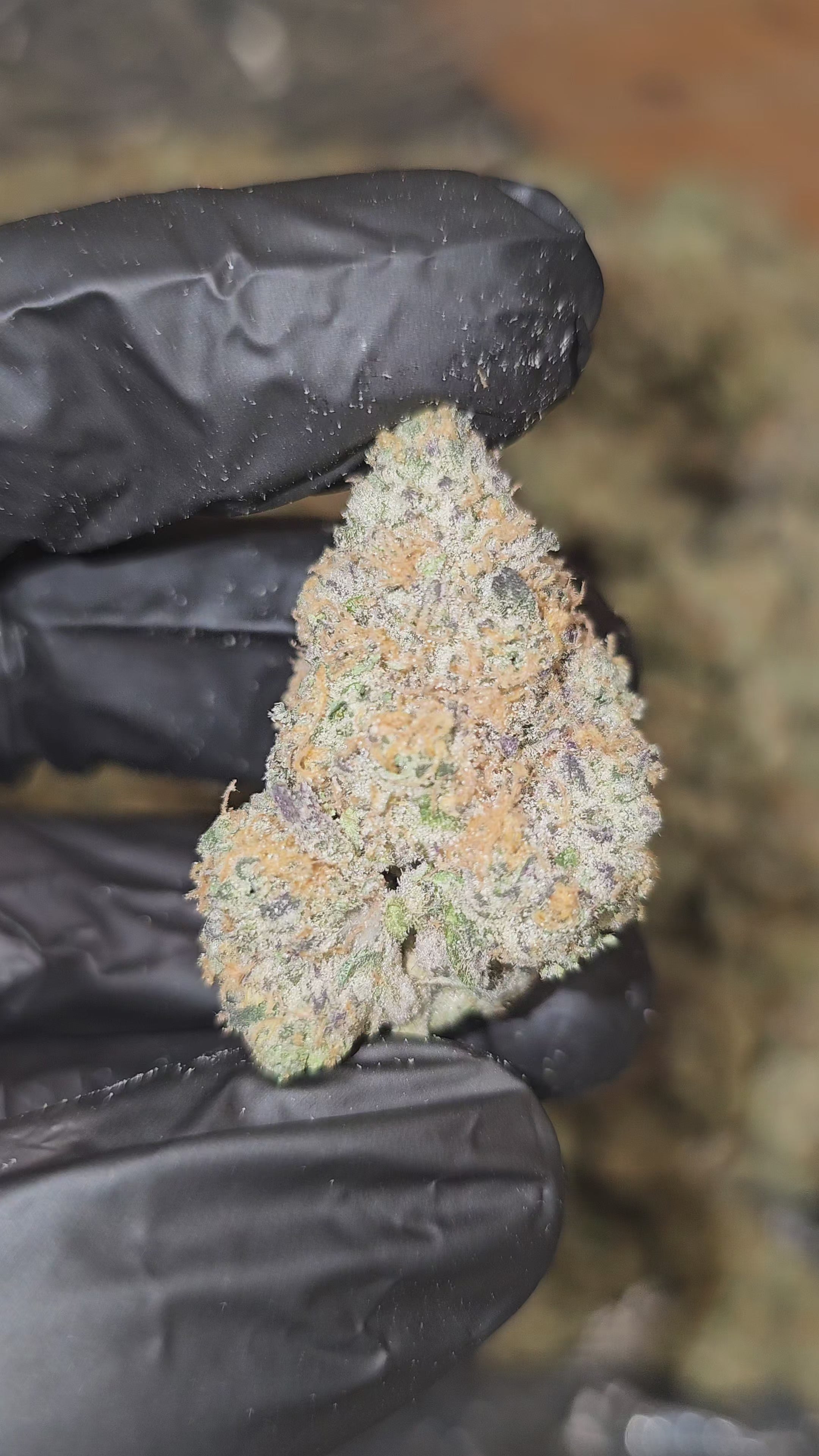 Load video: Pink Drink | First Cut Exotics | Flower | 37% | MEMBERS ONLY