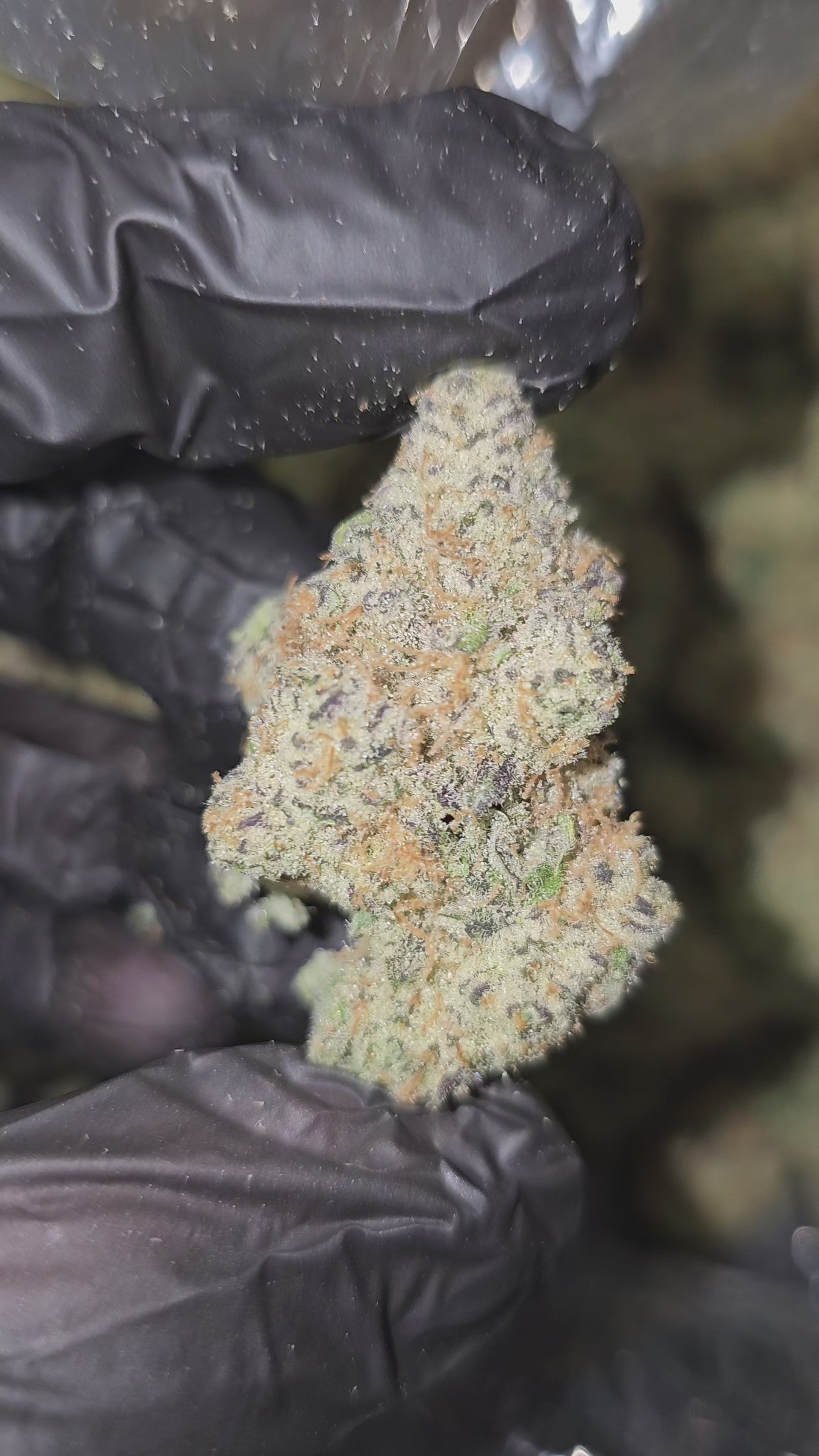 Guava Kush | First Cut Exclusive | Flower