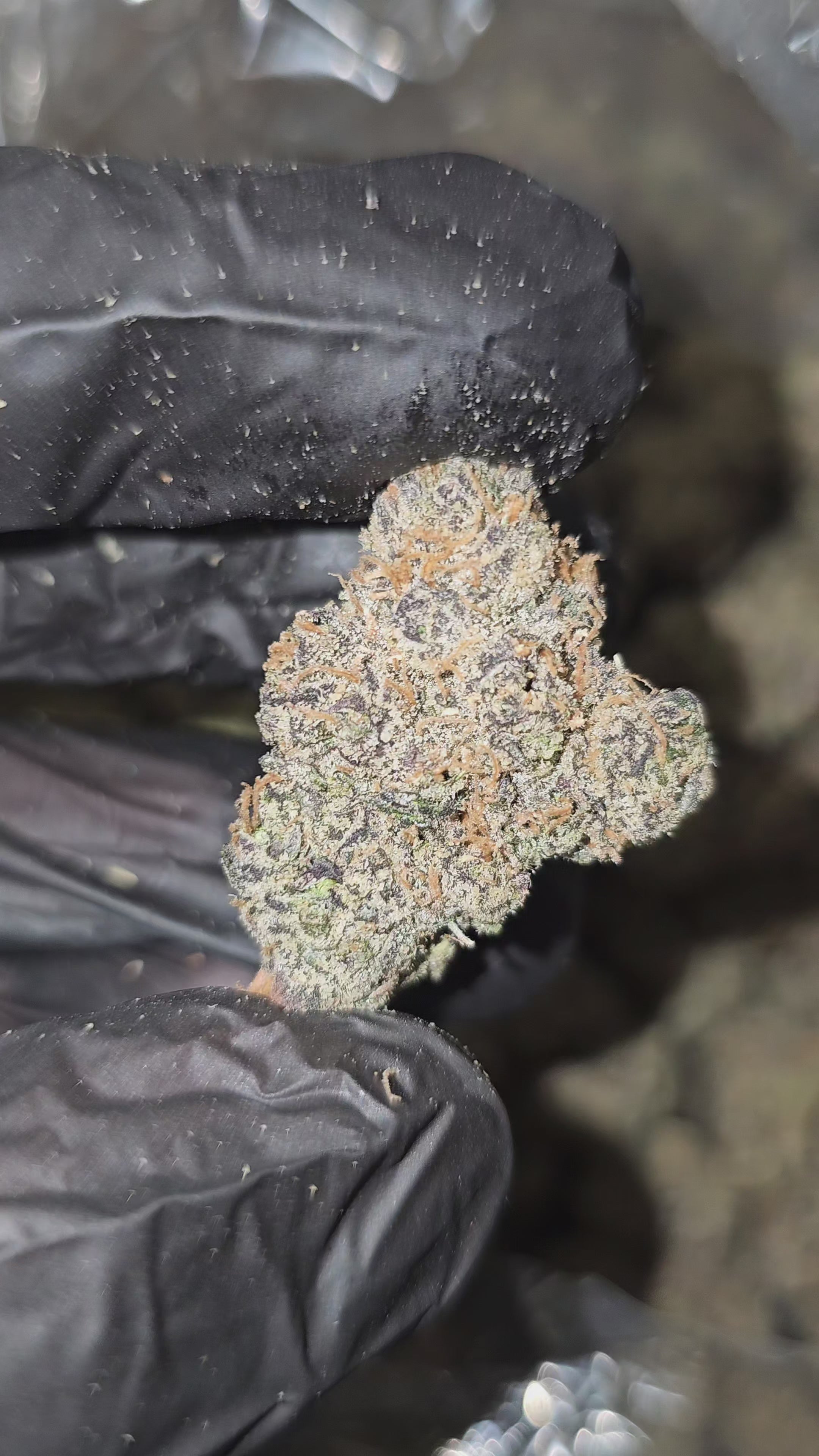 Load video: Mr. Nasty Candy | First Cut Exclusive | Flower | ON SALE