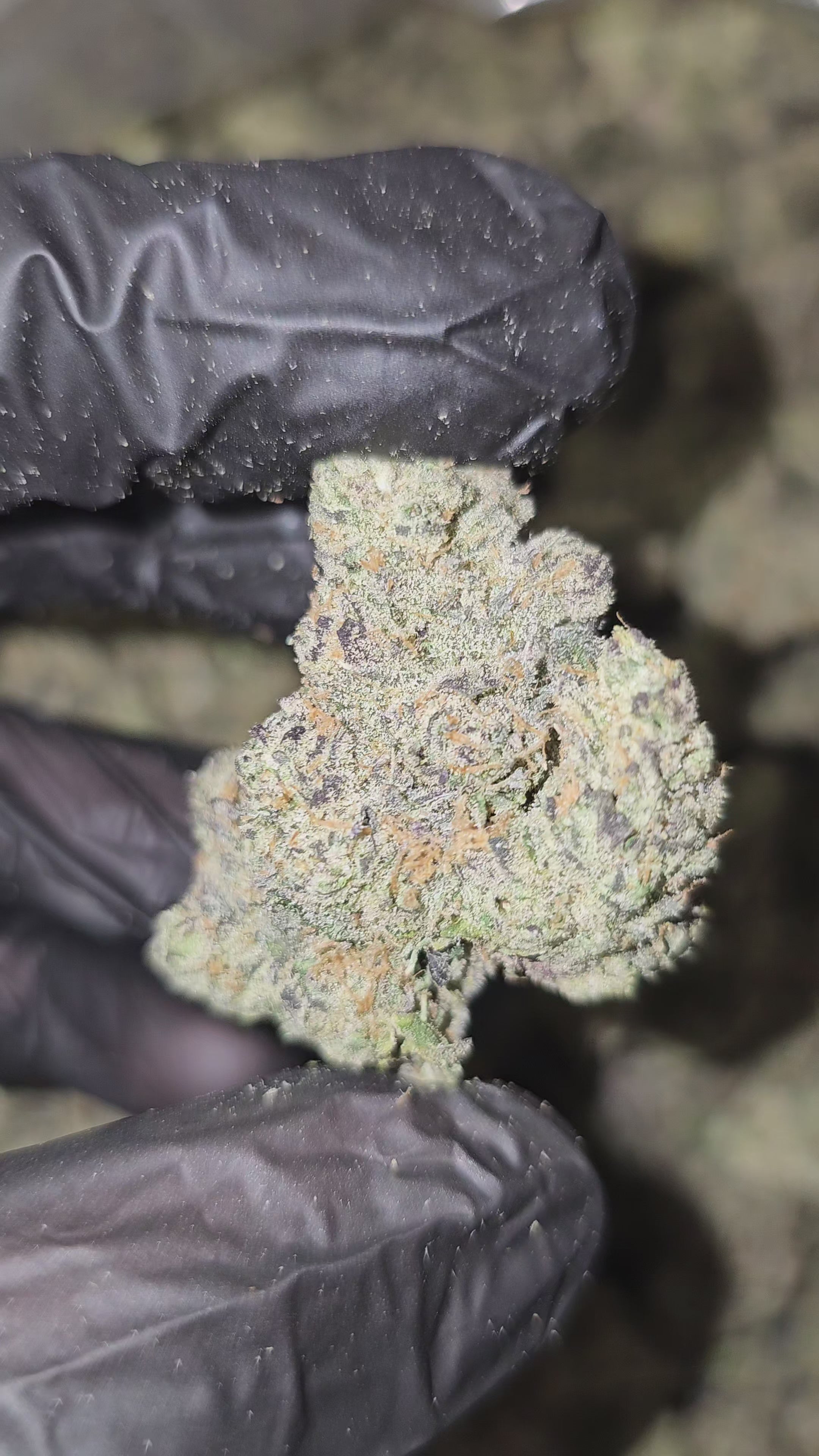 Gas Face | First Cut Exclusive | Flower