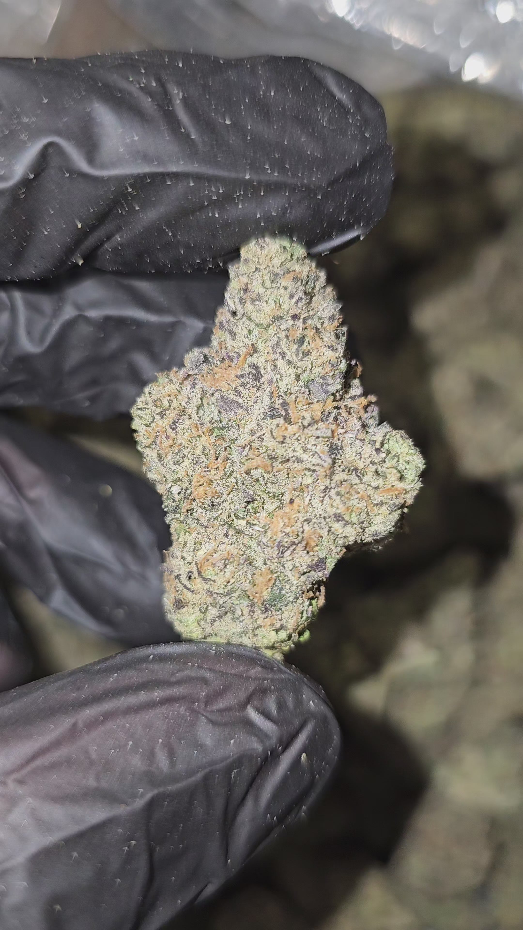 Gas Face | First Cut Exclusive | Flower