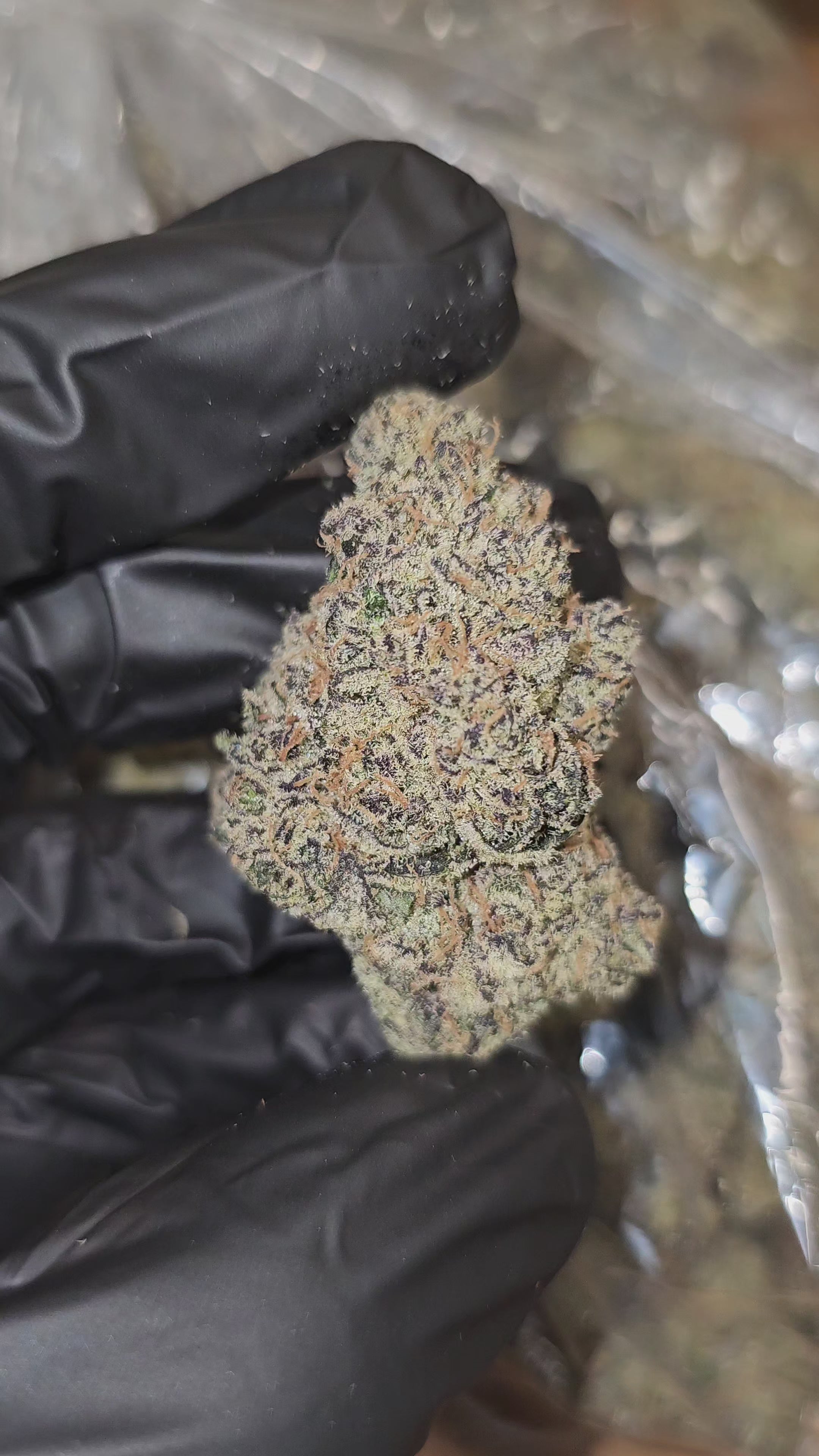 Blueberry Bolo Runtz | First Cut Exclusive | Flower | 37.35%