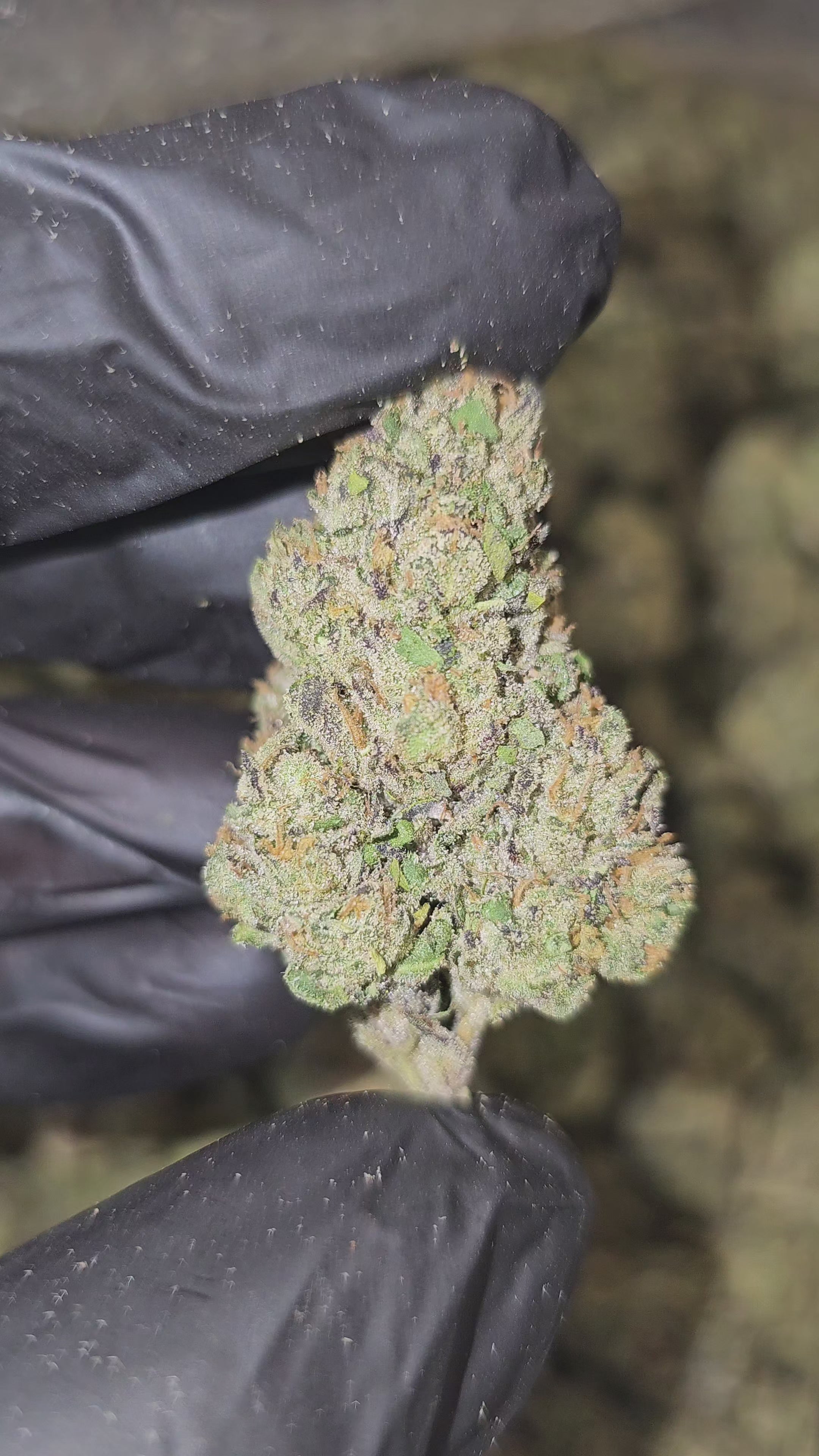 Shadow Kush | Top Tier | Flower