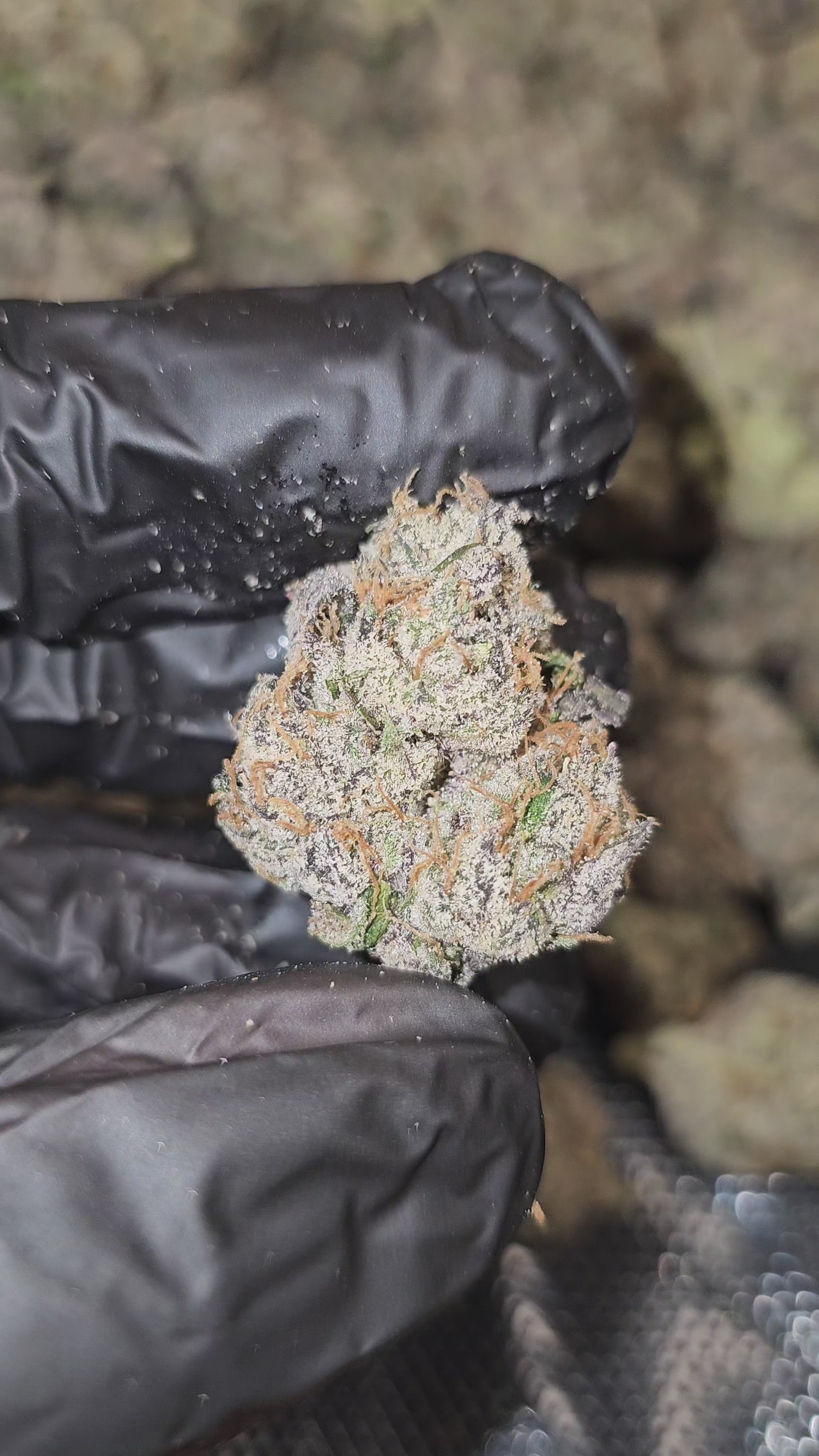 Gelato 47 | First Cut Exclusive | Flower | ON SALE