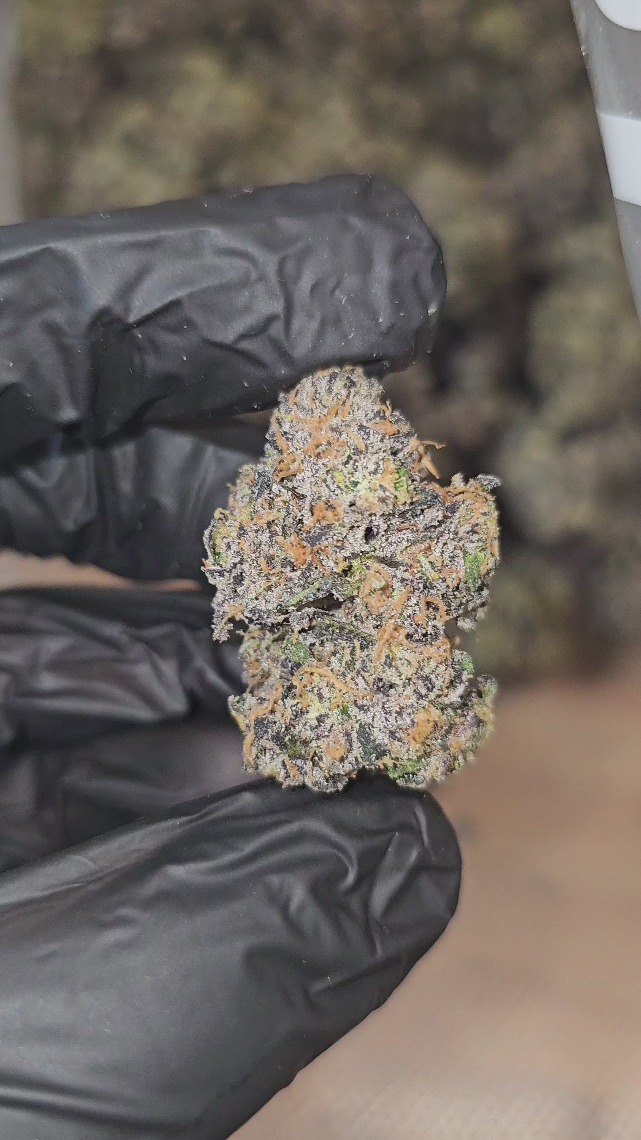 Diesel's Sherb | (Sunset Sherbet x Sour Diesel) | First Cut Exclusive | Flower | ON SALE