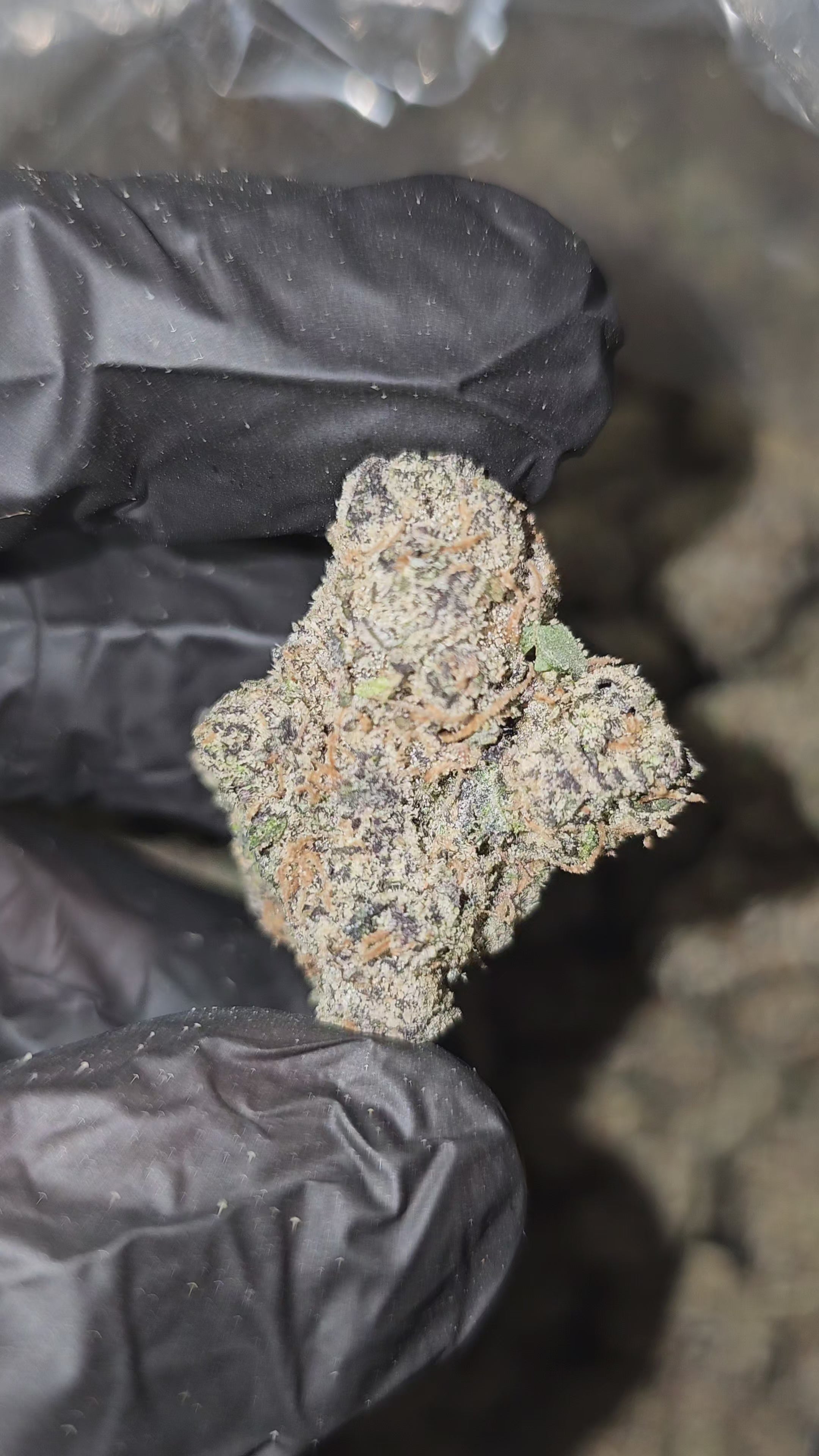 Mr. Nasty Candy | First Cut Exclusive | Flower | ON SALE