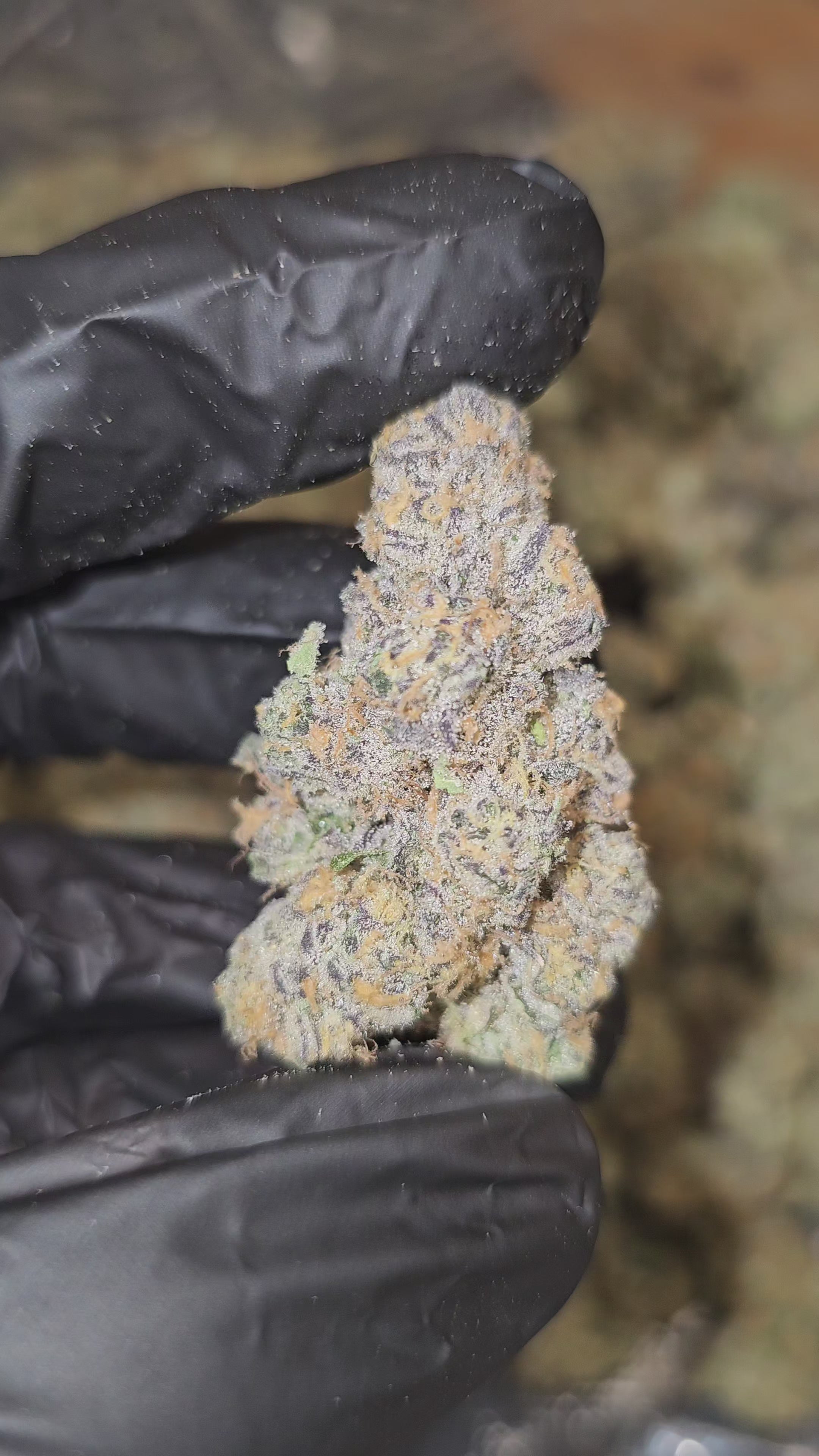 Pink Drink | First Cut Exotics | Flower | 37% | MEMBERS ONLY