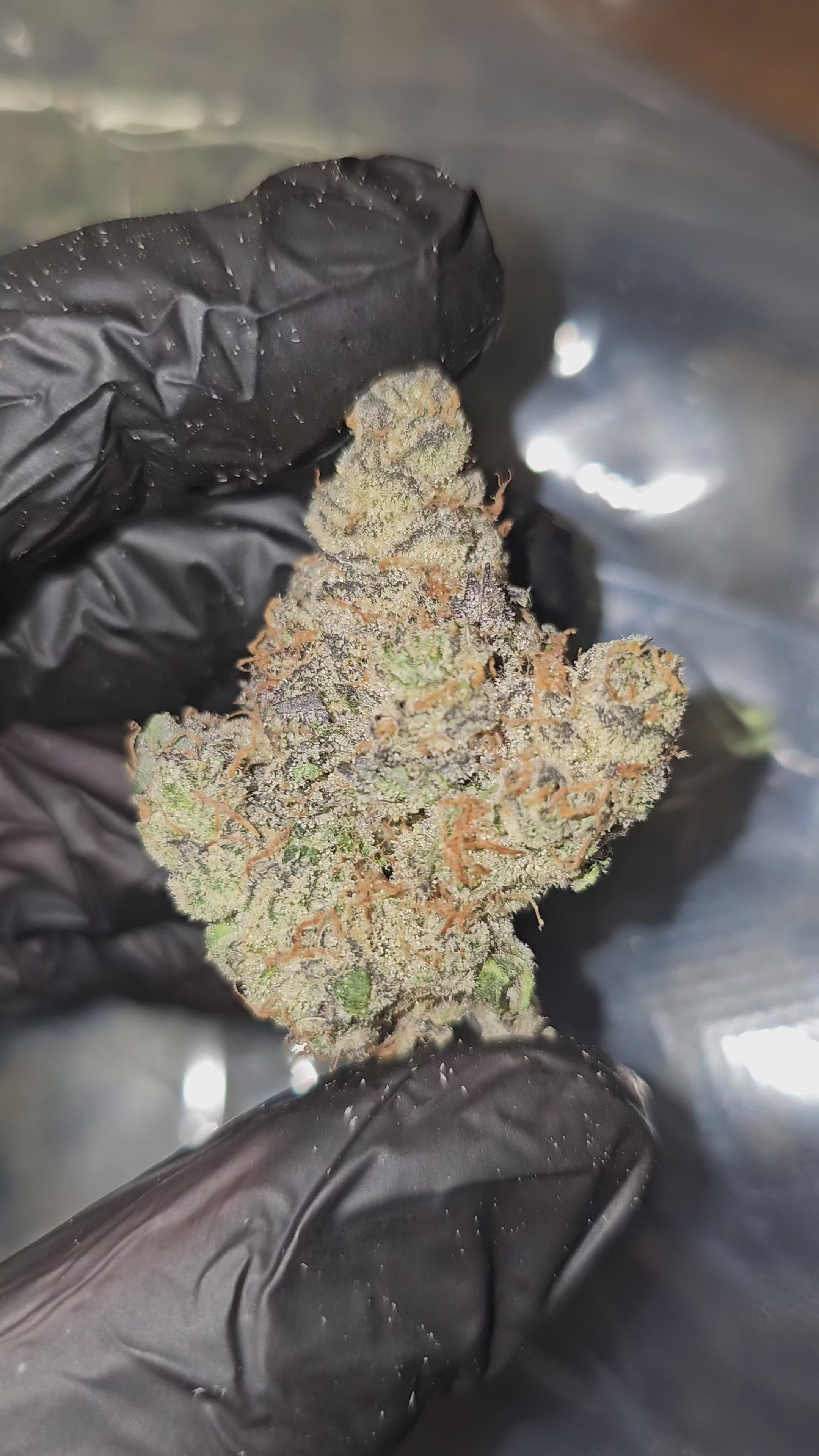 TimeWreck | First Cut Exclusive | Flower