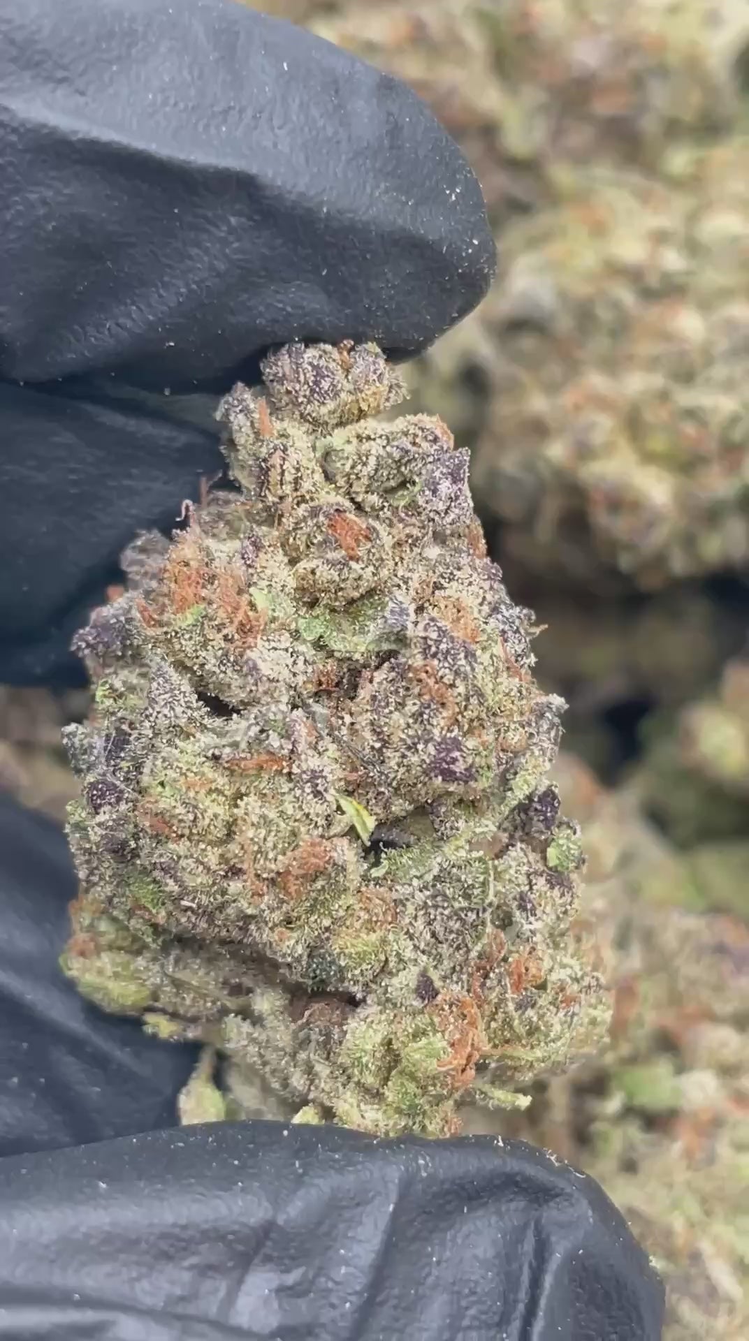 Luka Magic | Top Tier | Flower | ON SALE