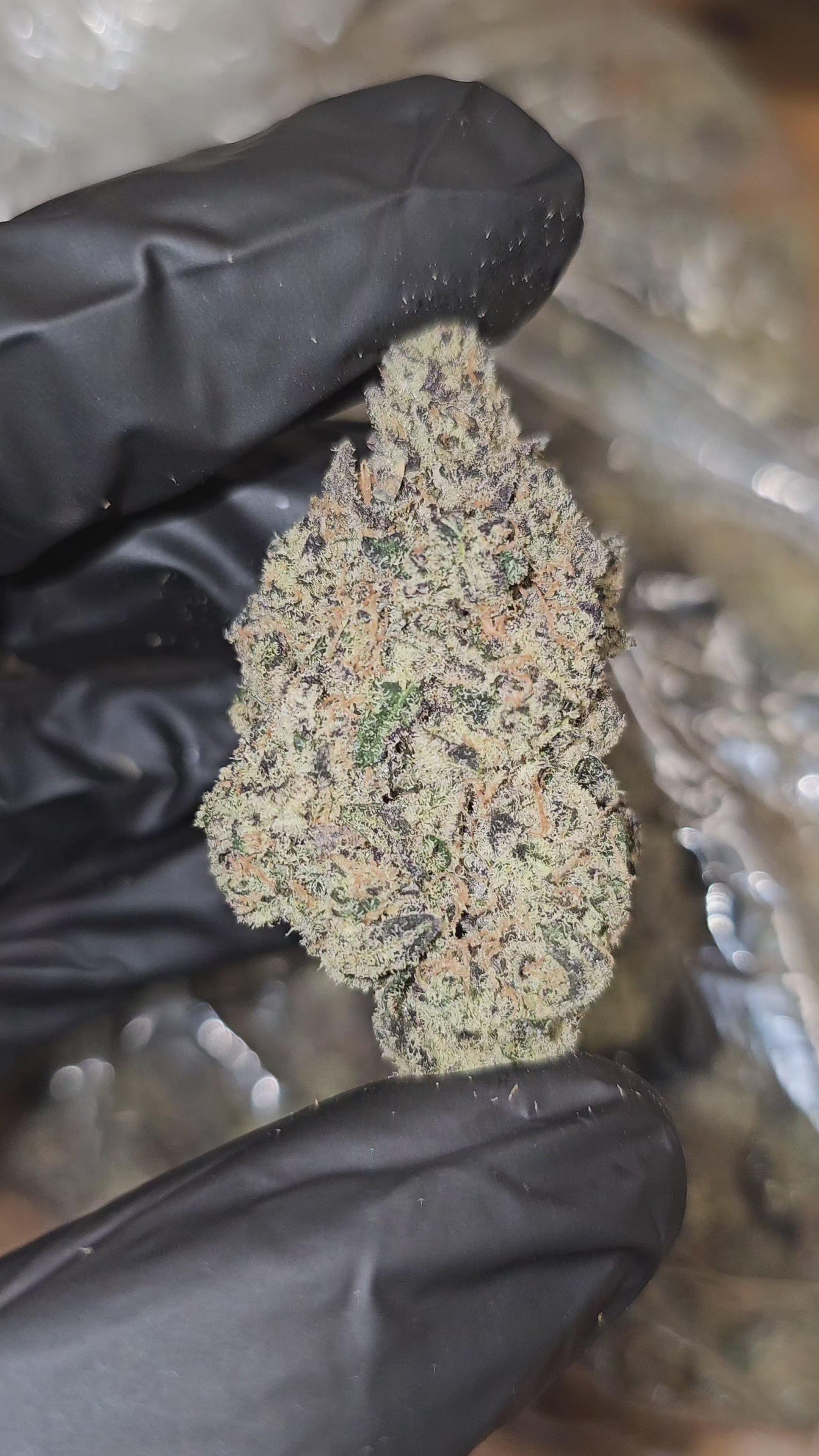 Blueberry Bolo Runtz | First Cut Exclusive | Flower | 37.35%