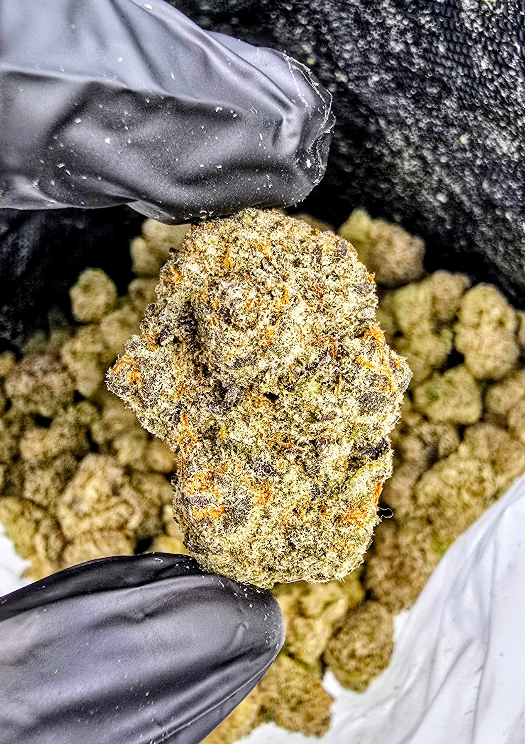 Grandi Candy | Boutique Exotics | Flower | On Sale