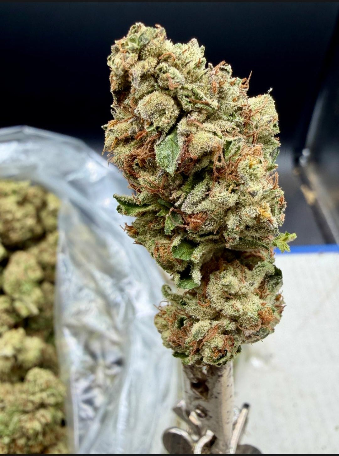 Hype Train | Budget Shelf Flower | On Sale