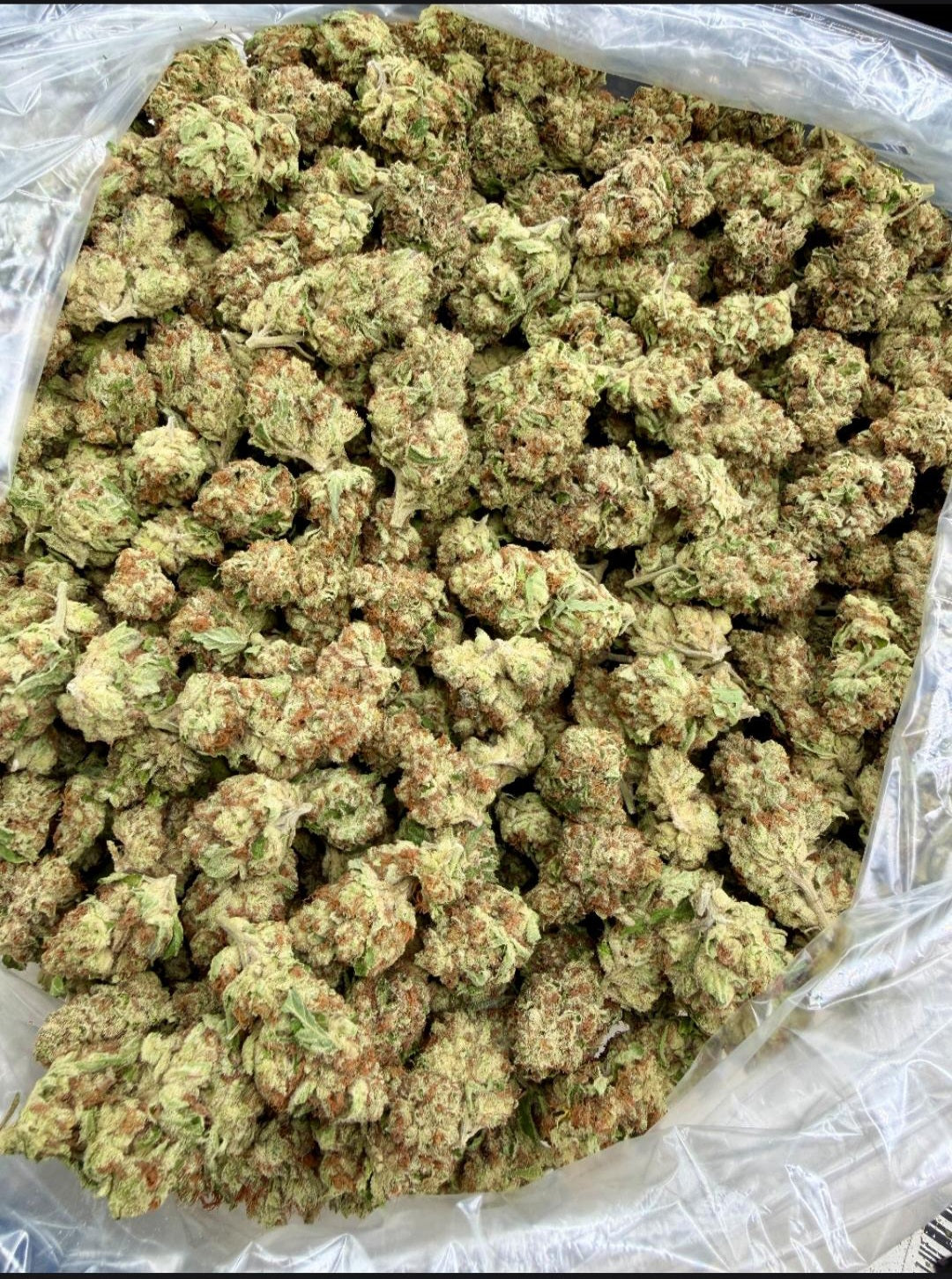 Hype Train | Budget Shelf Flower | On Sale