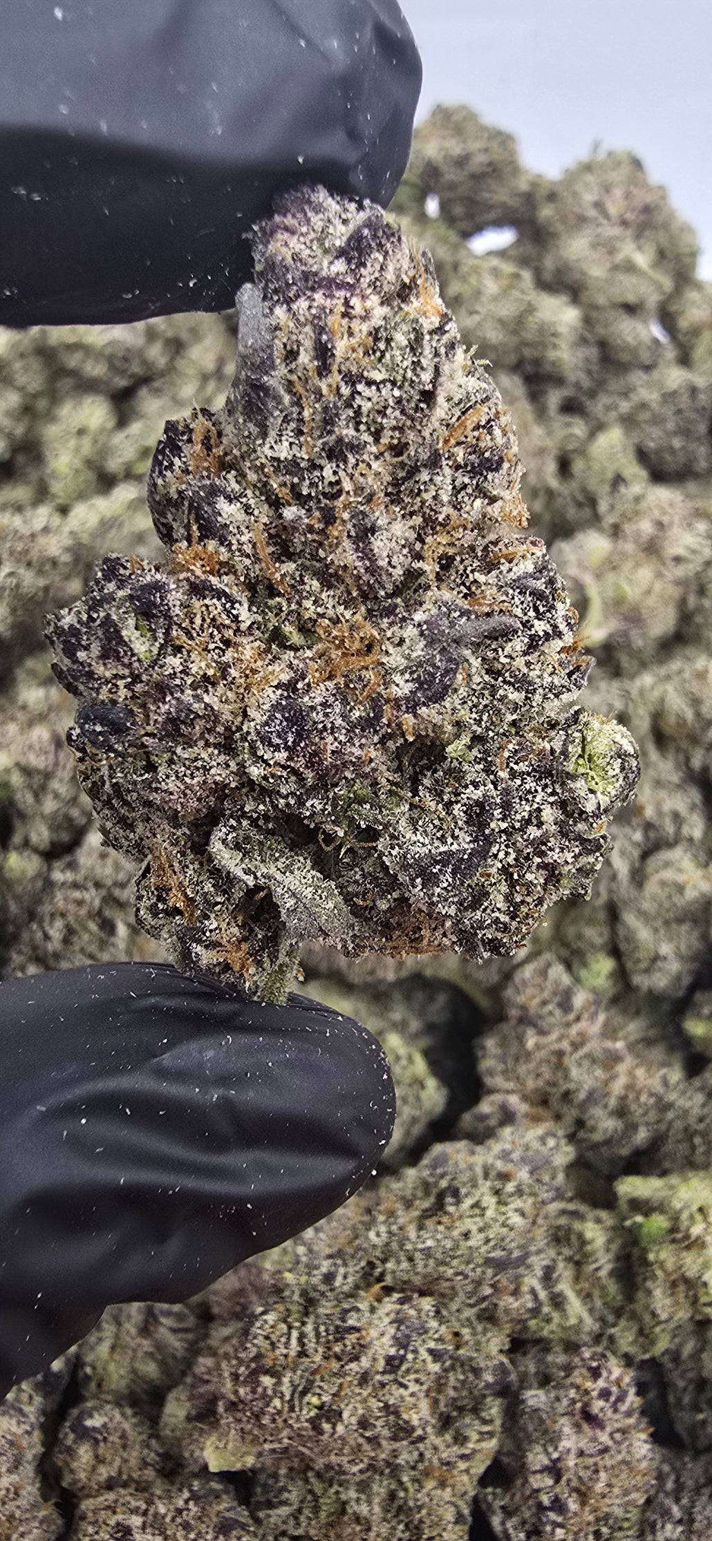 Super Runtz | First Cut Exclusive | Flower | 7g Packs
