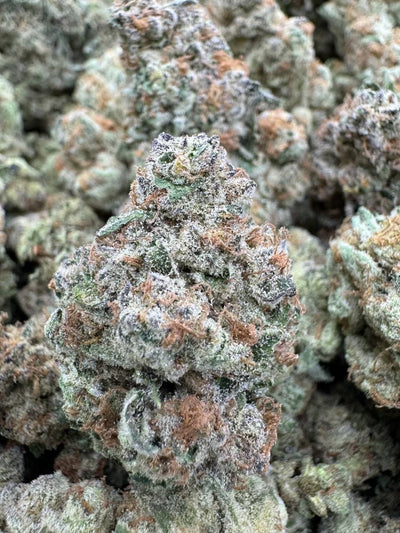 Guava Mintz | Top Tier image 2