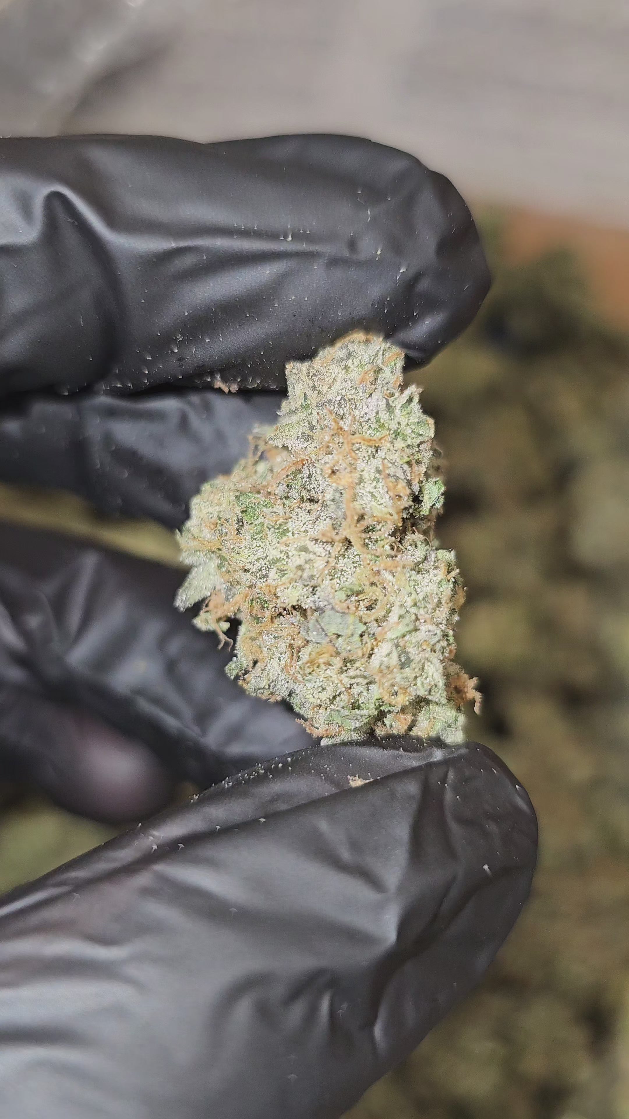 Mimosa | Top Tier | Flower