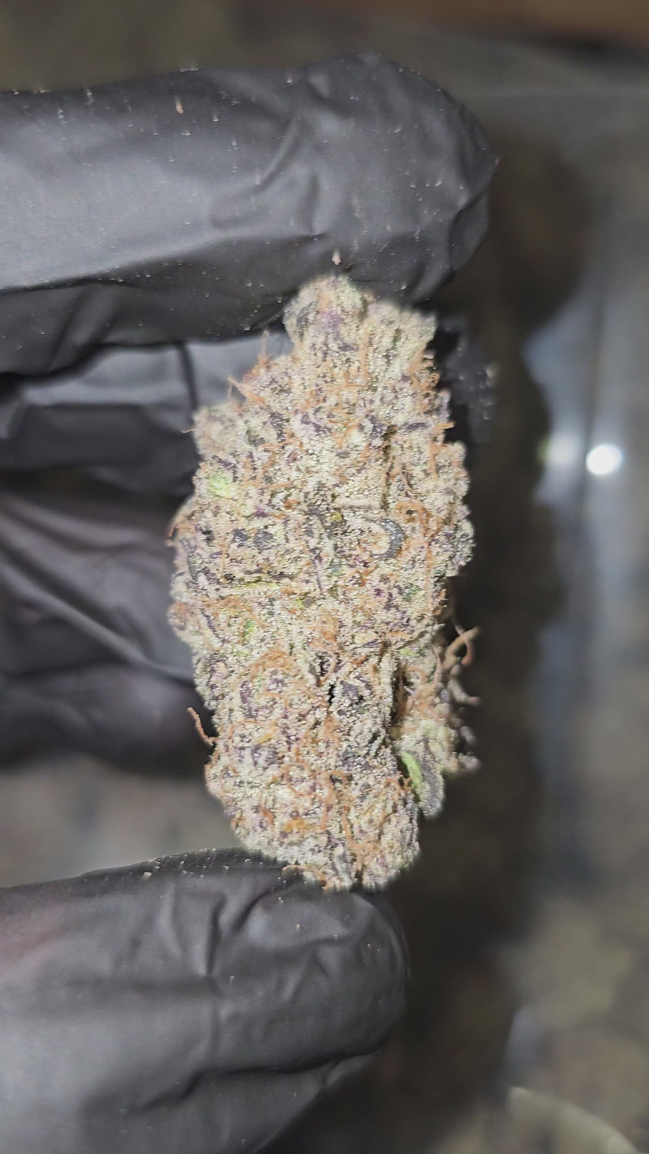 Blueberry Pankcake | First Cut Exotics | Flower | 32.56%