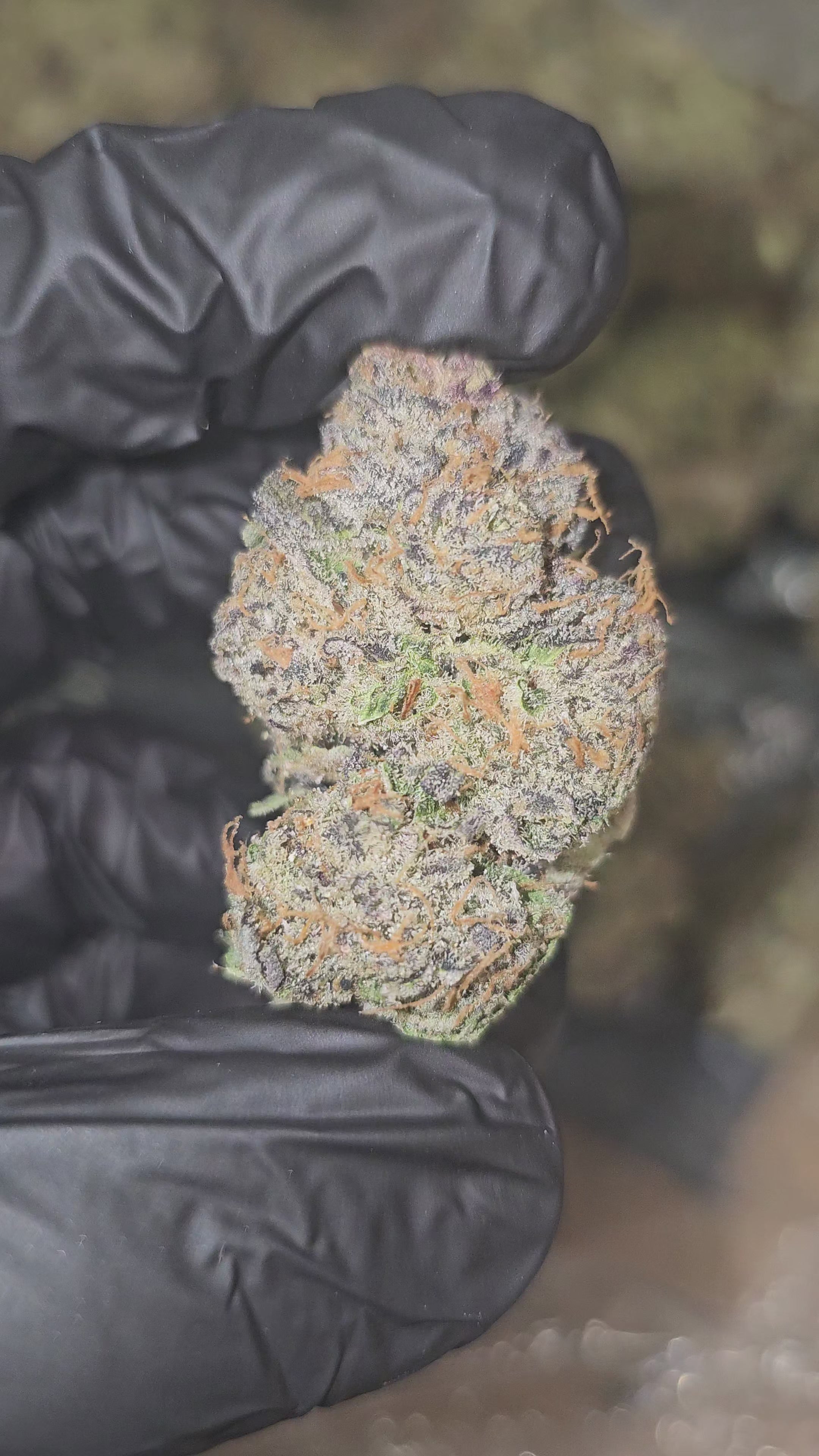 Load video: Toad Venom | First Cut Exotics | Flower