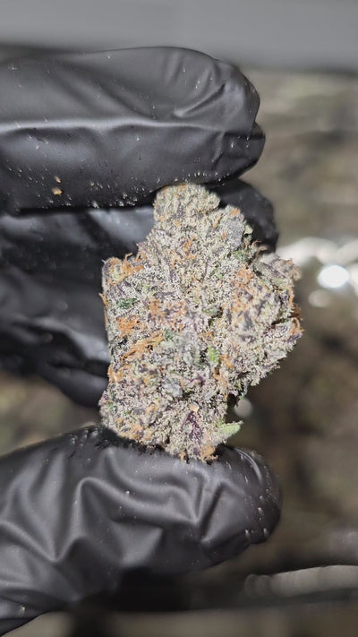 Zorro | First Cut Exotics | Flower