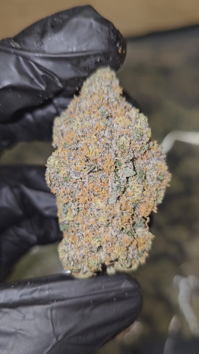 RS11 "Rainbow Sherbet" | First Cut Exotics | Flower