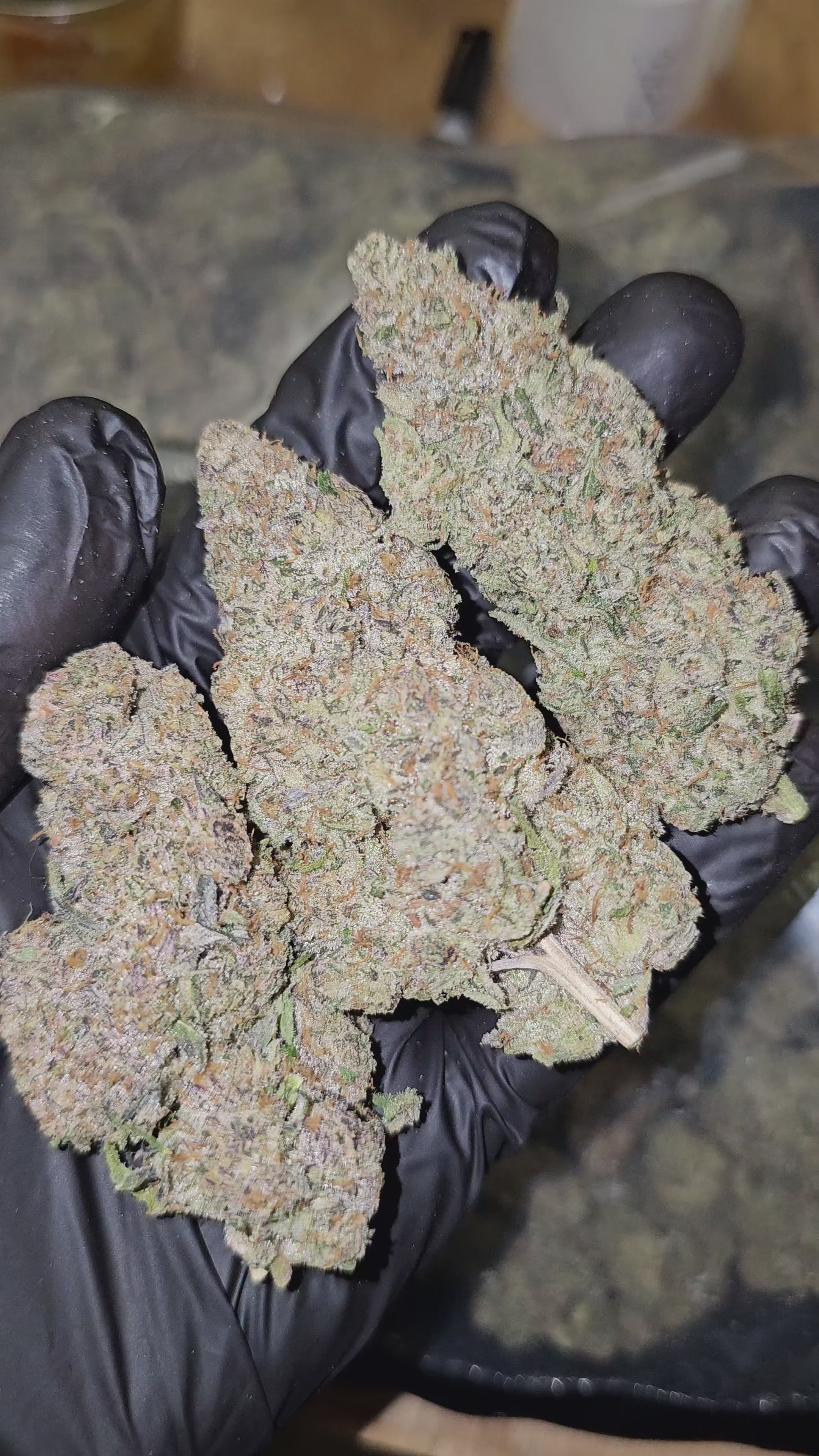 Diesel Jelly | First Cut Exotics | 31% | Flower