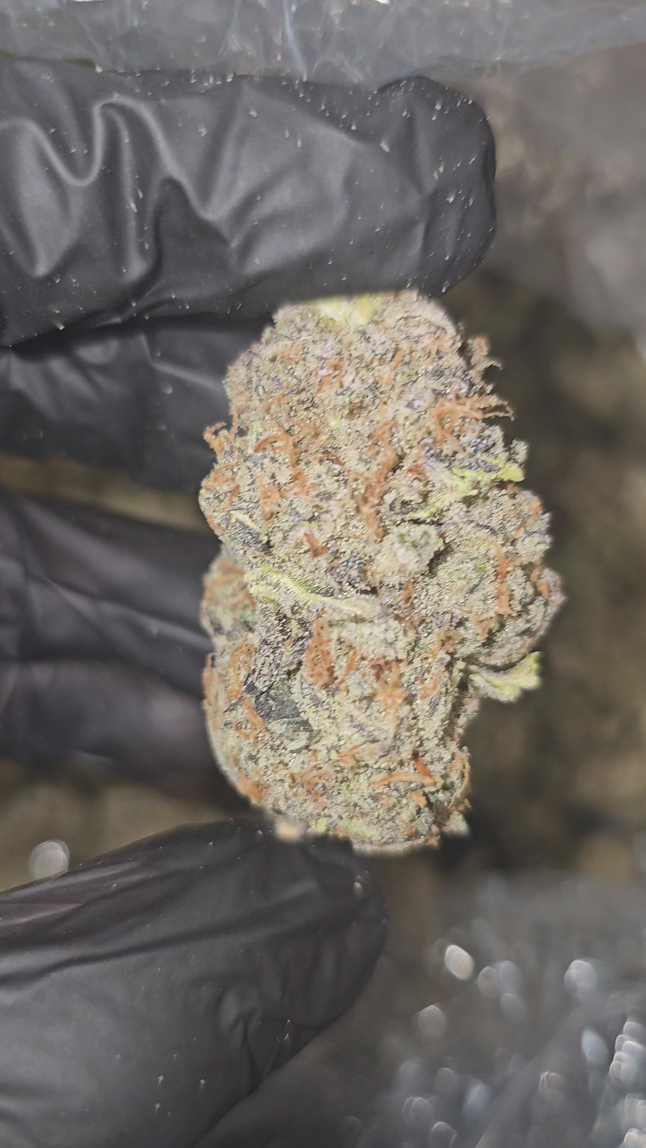 Kaleidoscope | First Cut Exotics | Flower