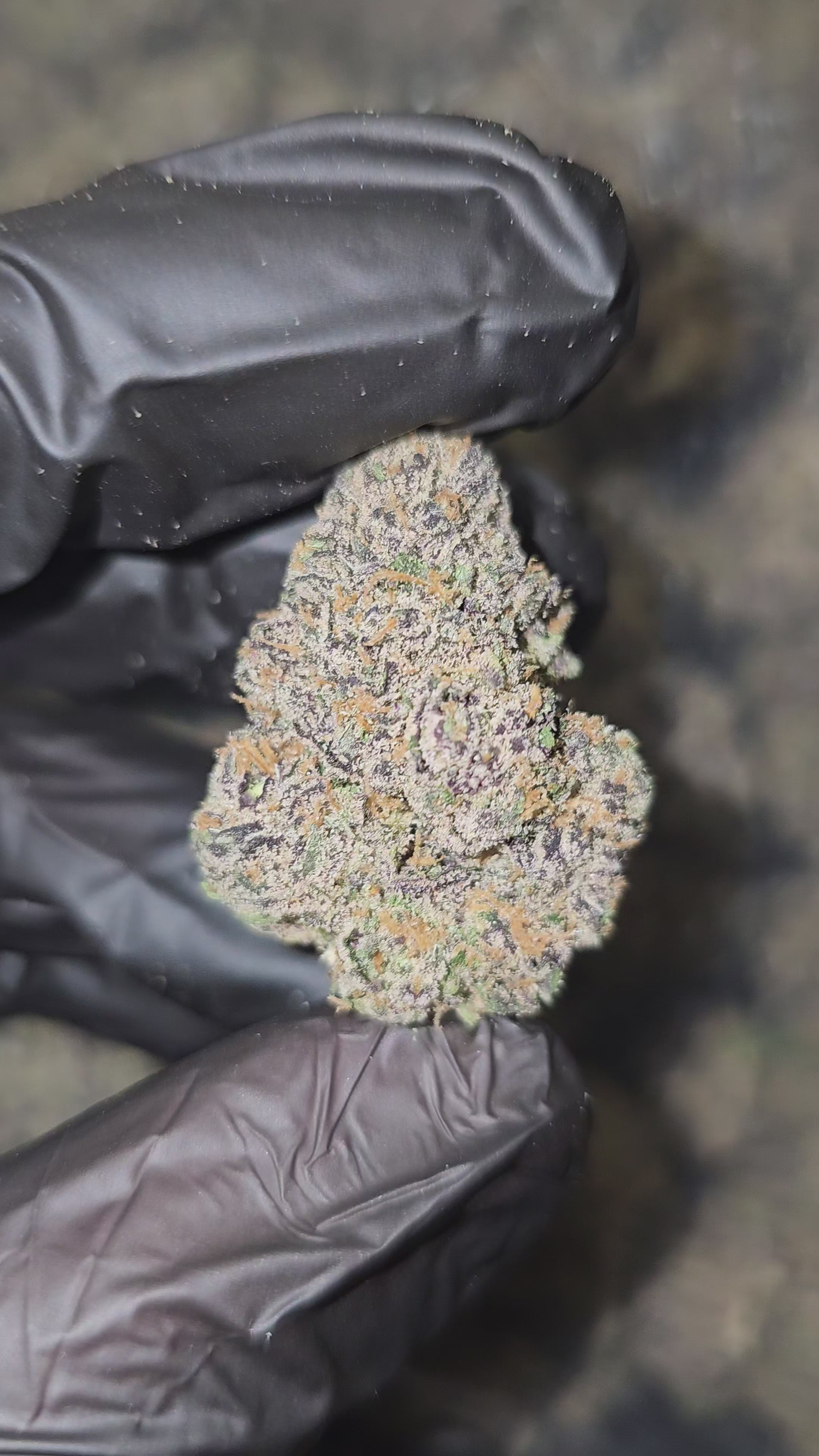 Lemon Cherry Runtz | Boutique Exotics | Flower | 14 Gram Packs | On Sale