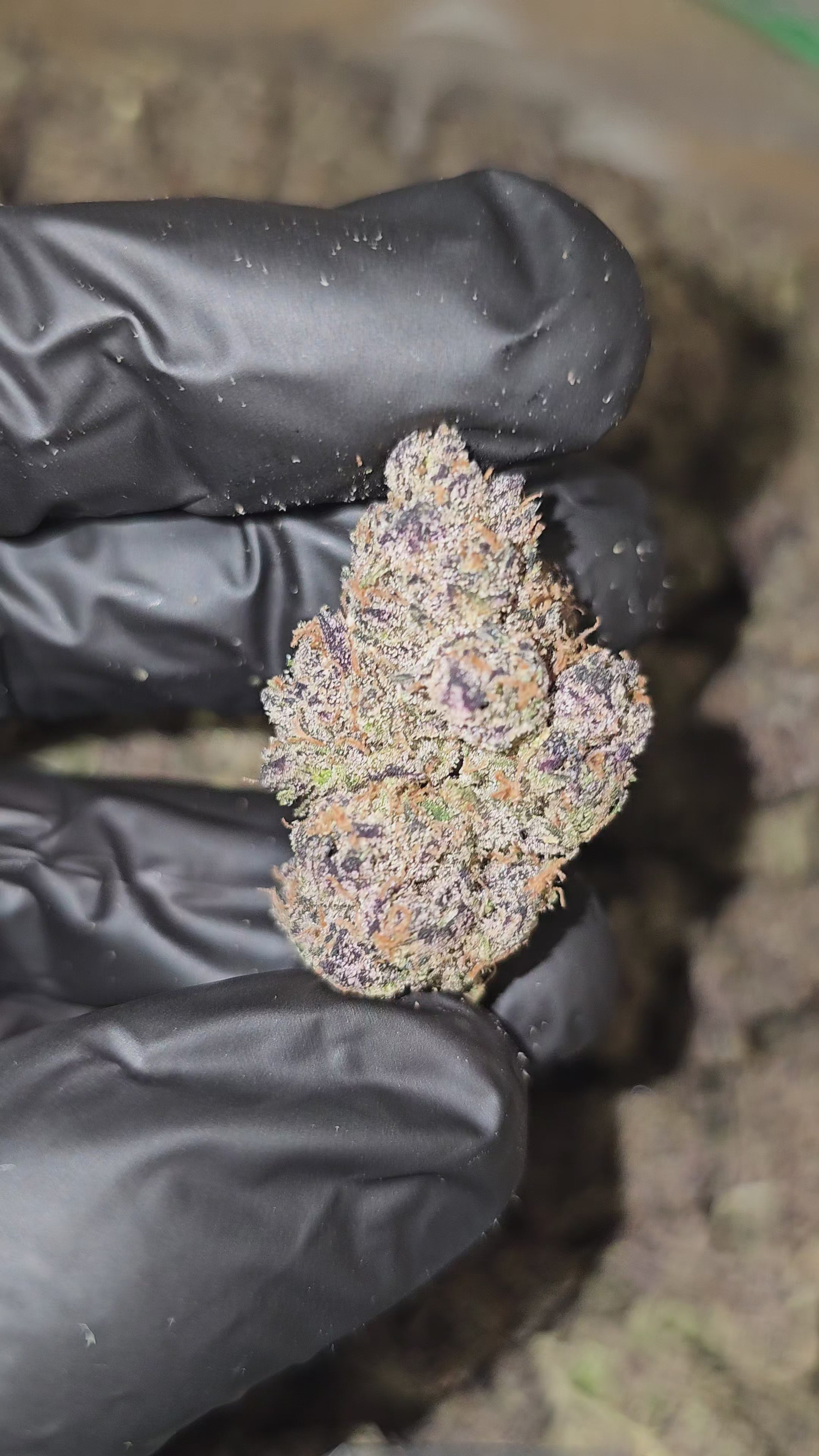 Ridgeline Lantz | First Cut Exotics | Flower | 31.41%