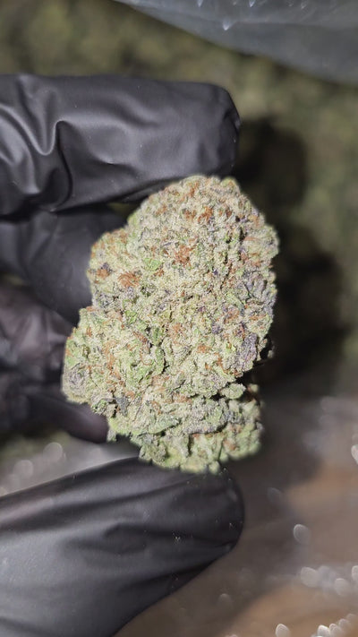 Oreo Blizzard | Top Shelf | 29% | Flower