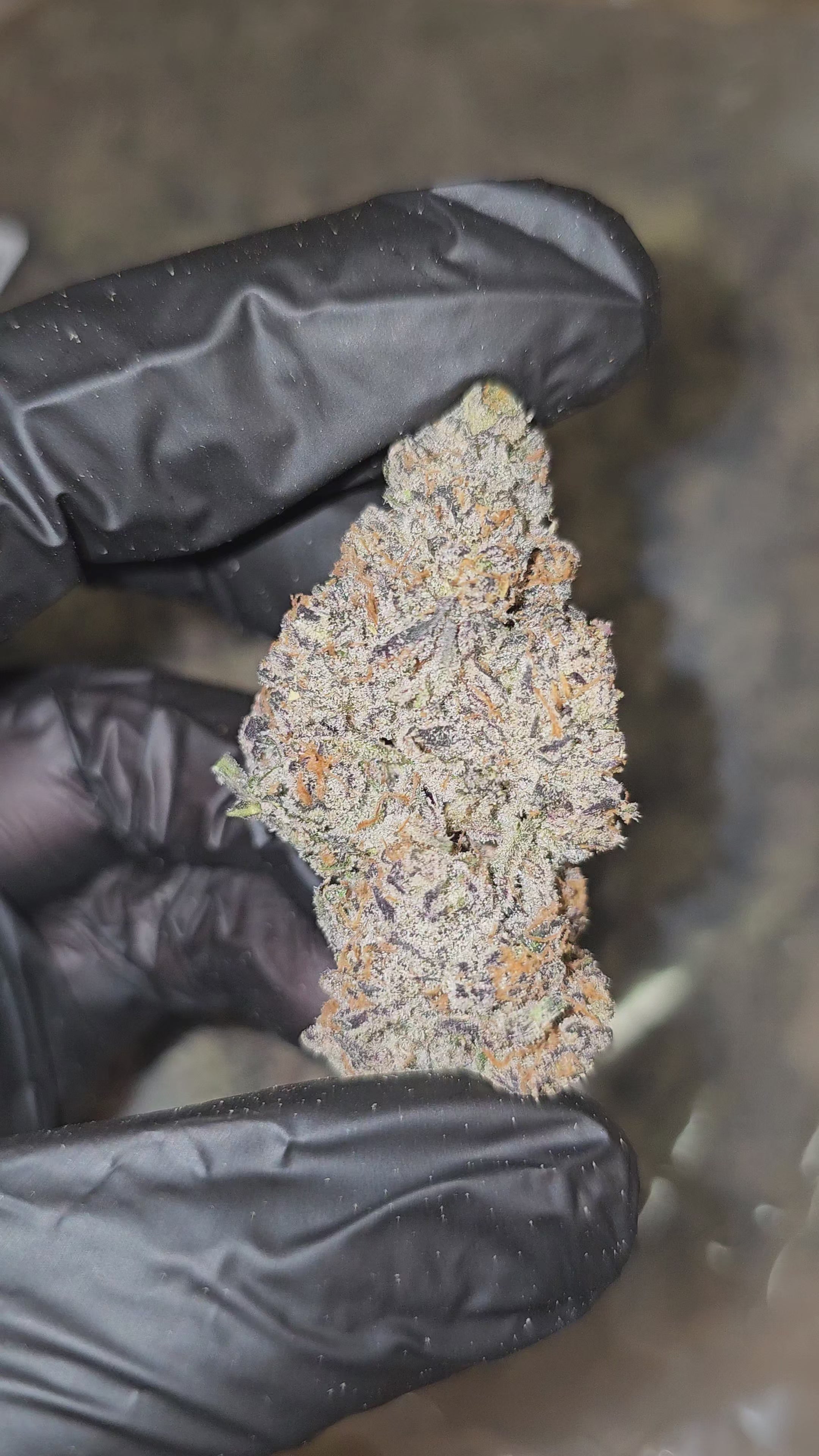 Load video: Banana Jealousy | Boutique Exotics | 34% | Flower